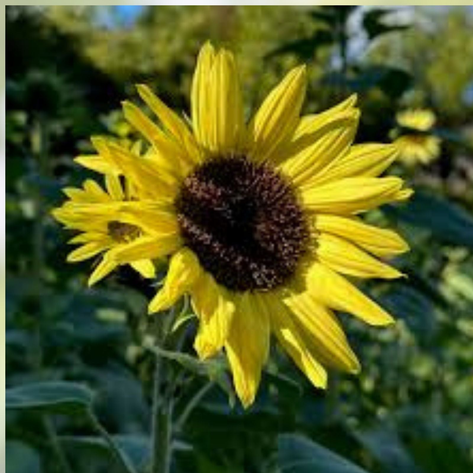 Heirloom Sunflower Seeds Bulk 15 Varieties Mix Non-GMO Helianthus annuus for Planting
