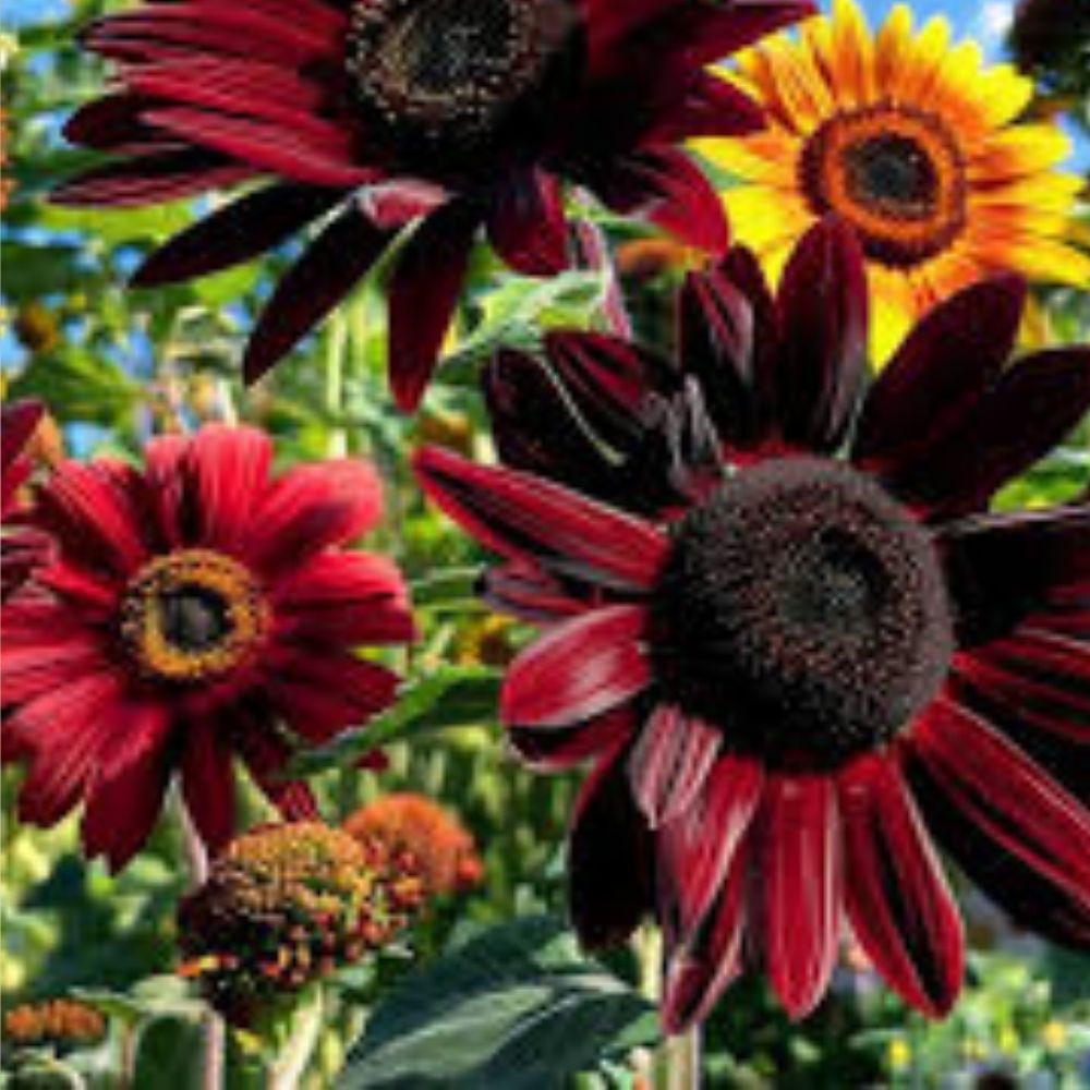 Organic Red Sun Sunflower Seeds 50 Count Non-GMO USA Grown Helianthus annuus