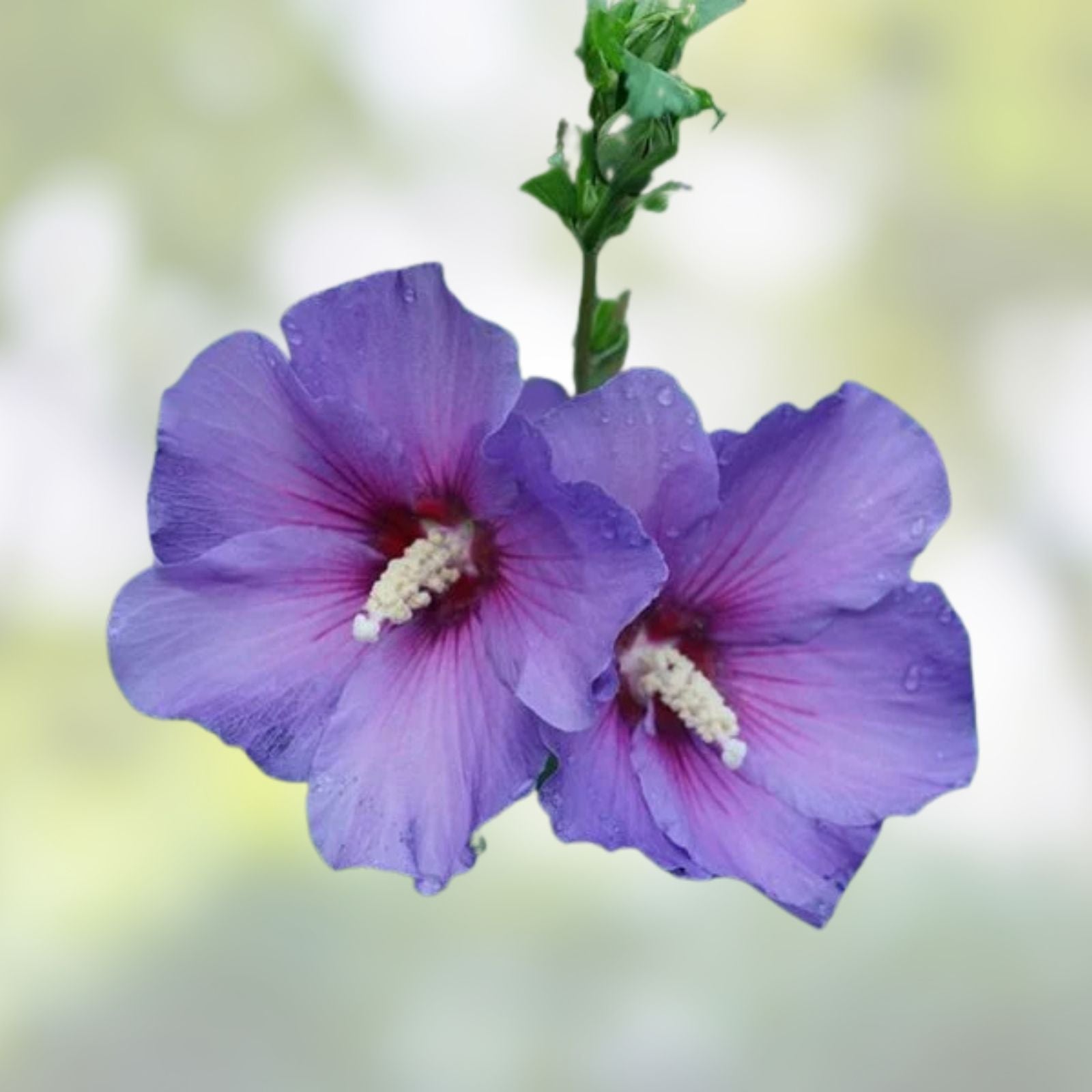 Rose of Sharon Plants Set of 4 | Mixed Colors Hibiscus syriacus Hardy Shrubs for Garden Zones 5-9