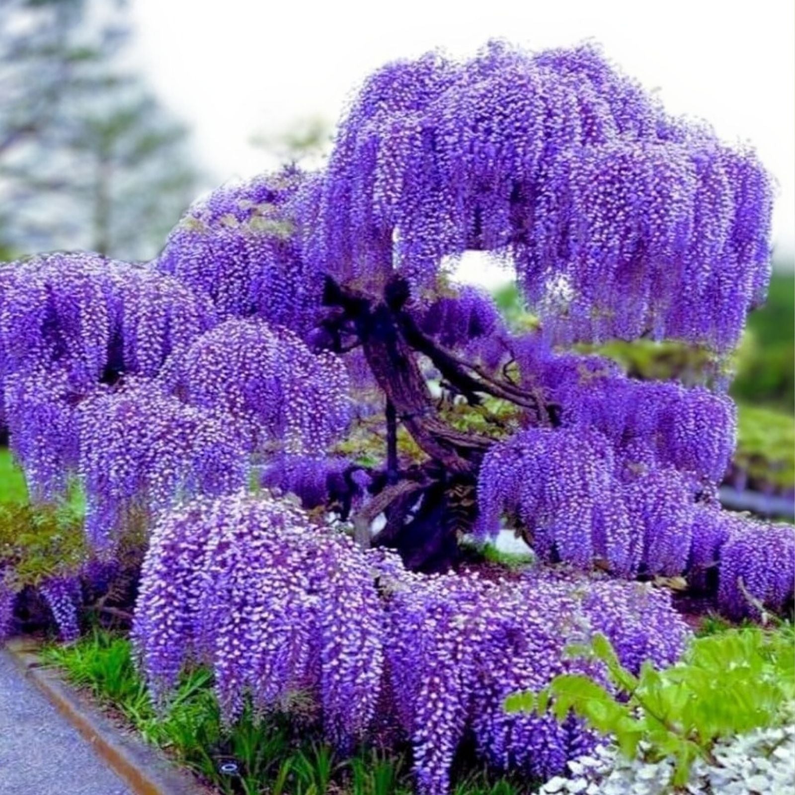 Wisteria Live Plants - 2 Rooted Vines - Purple Flowering Wisteria sinensis - Garden Climbing Plants