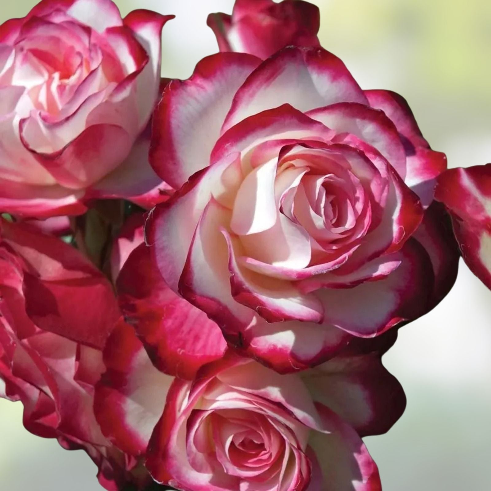 Unrooted Cherry Parfait Grandiflora Rose Cuttings – 3 Stems, 5-8" Long, Rosa 'Cherry Parfait'
