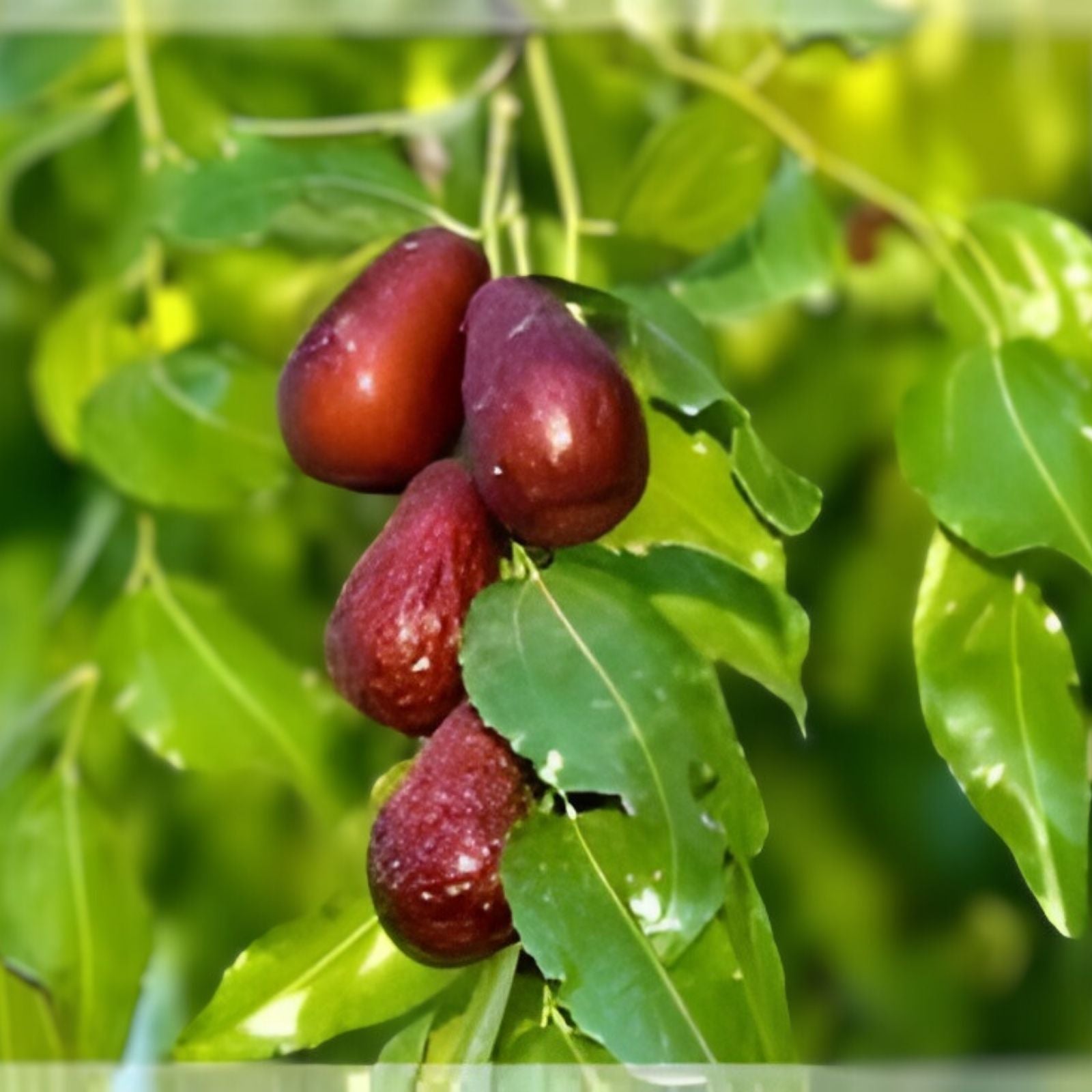 Sugar Cane Jujube Tree Cutting 8" Thin Graft Scion Ziziphus jujuba No Root