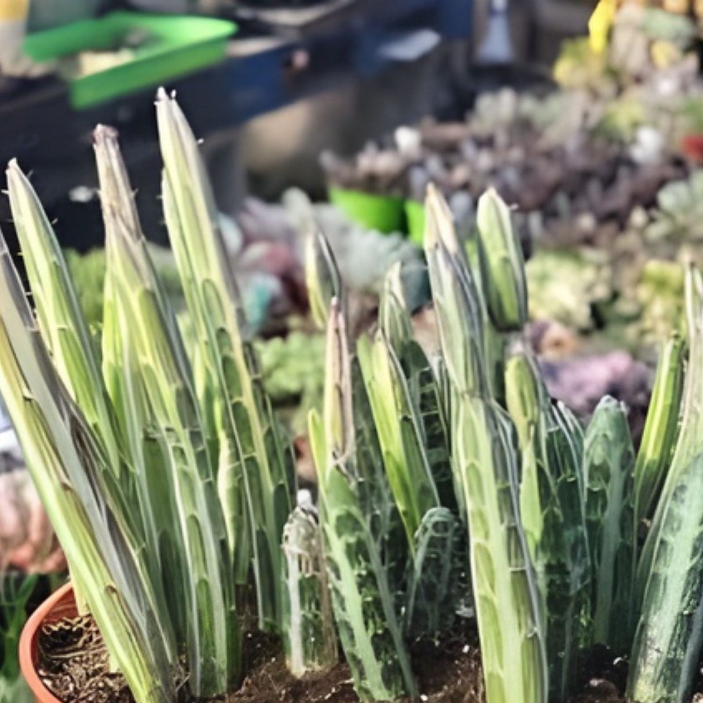 Kleiniia Senecio Stapeliiformis Pickle Plant Succulent 1 Rooted Stem Unique Green Color