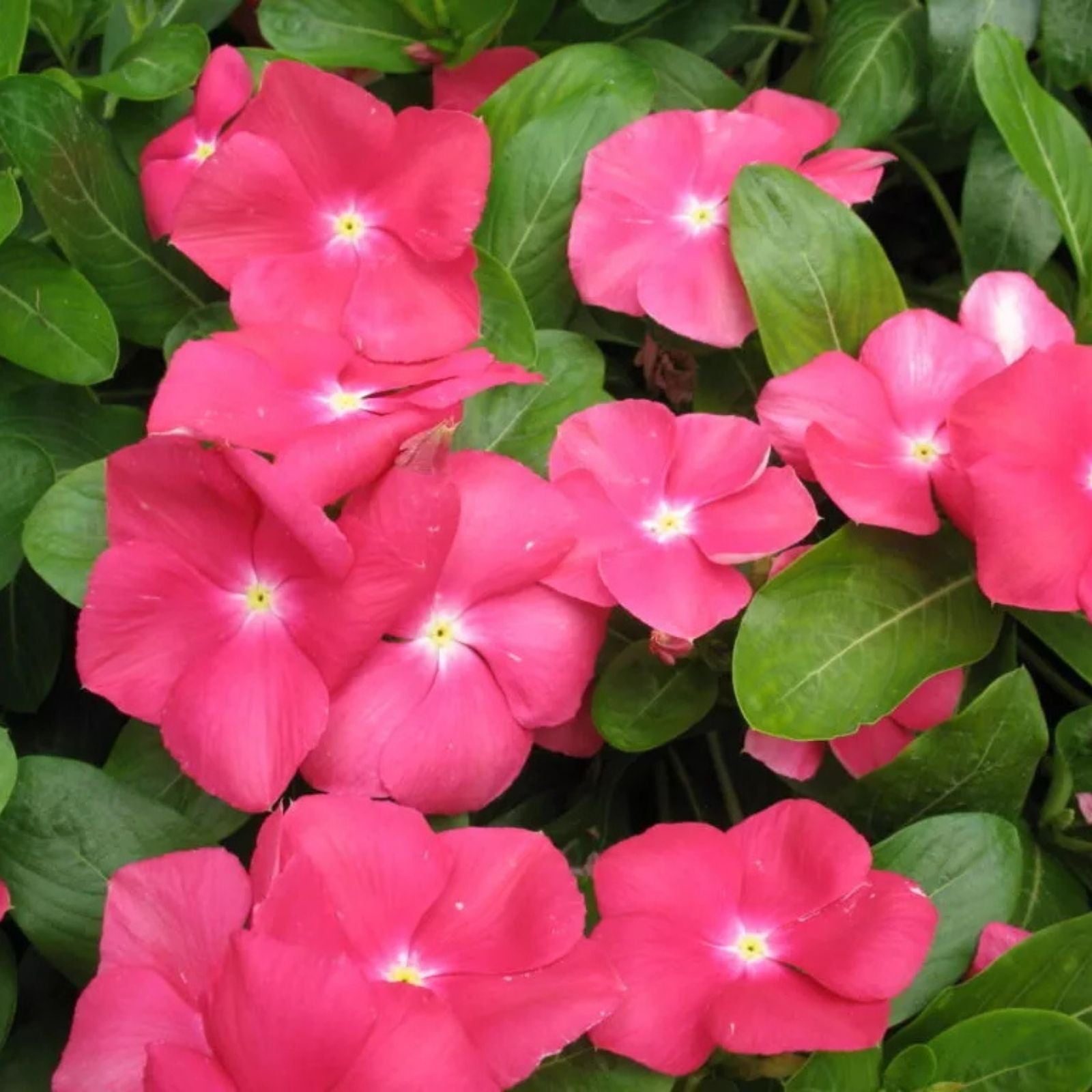 Vinca Seeds 100 Pack - Sunsplash Cherry GL - Catharanthus roseus Flower Seeds for Garden, Landscape, and Container Planting