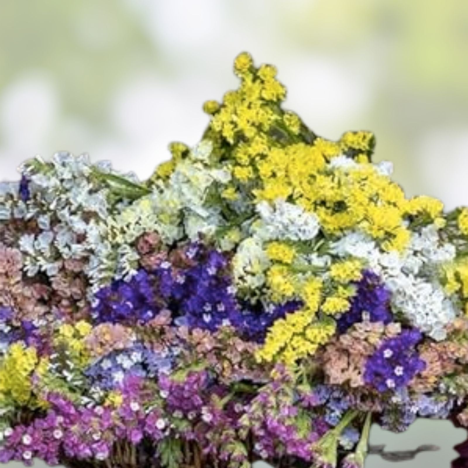 Statice Flower Seeds 100 Count Mixed Colors Limonium Sinuatum for Cut Flowers, Garden, Floral Arrangements