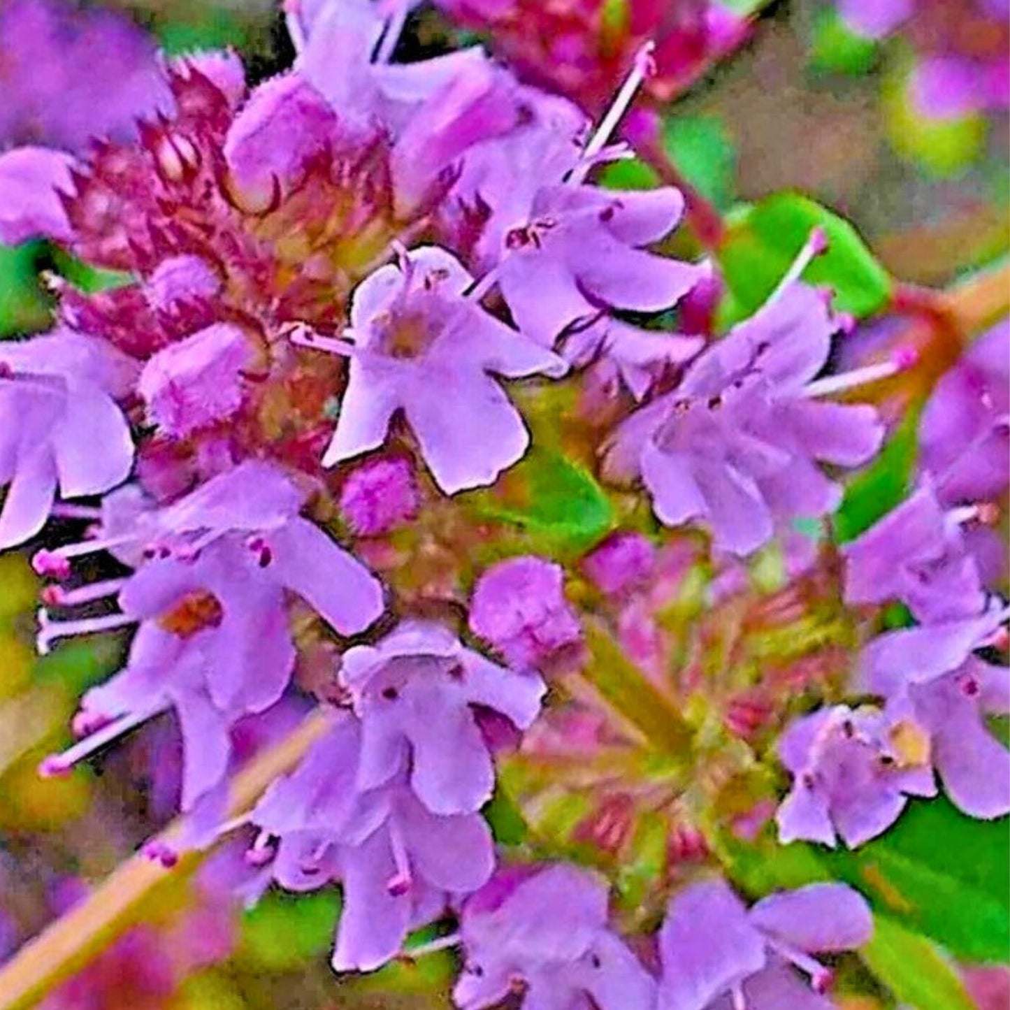 Creeping Thyme Seeds 5000 Count - Purple Groundcover Perennial Herb Thymus serpyllum - Easy to Grow, USA Free Shipping