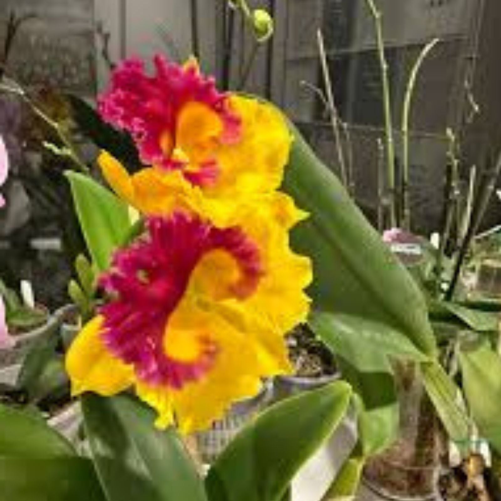 Cattleya Orchid Seedling 5 Bare Root Plant - Tropical Flowering Houseplant - Exotic Orchid, No Tag