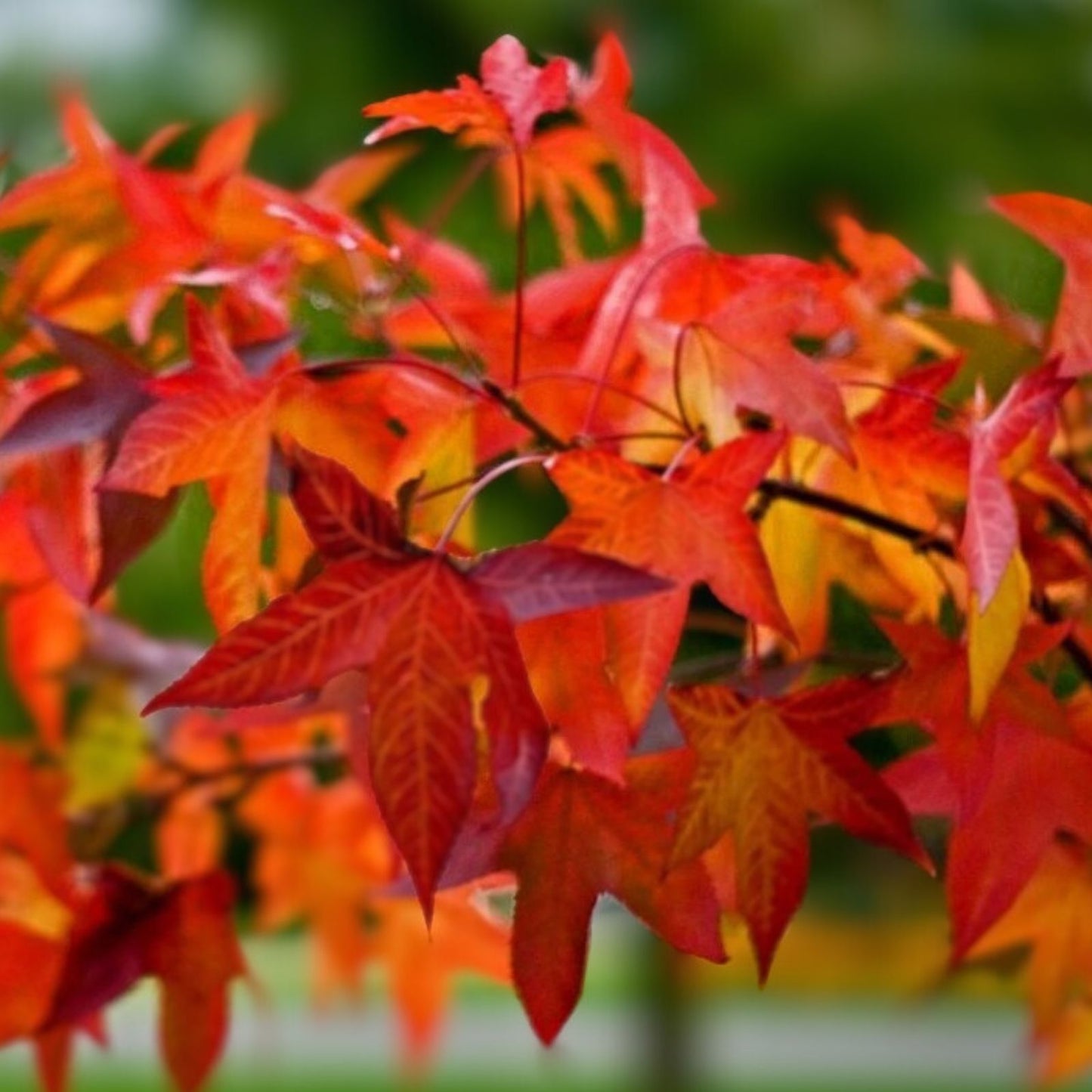 Sweet Gum Tree Seedlings, 1-2 Feet Tall, Liquidambar styraciflua, Landscaping and Reforestation Plants