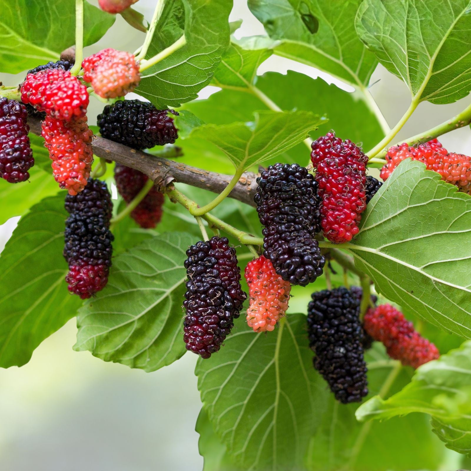 Red Mulberry Trees 12-24in Bare Root Morus rubra Edible Fruit Trees for Planting