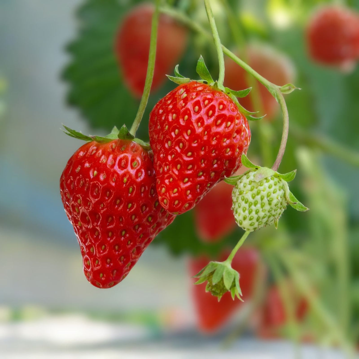Junebearing Strawberry Plants - 50 Bare Root Perennials - High Yield, Sweet Berries - Fragaria × ananassa - Zones 4-9