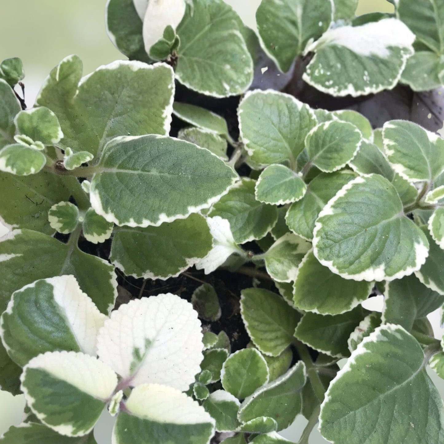 Variegated & Green Cuban Oregano Plant Cuttings - 6 Plectranthus Thyme Gardening & Culinary Cuttings