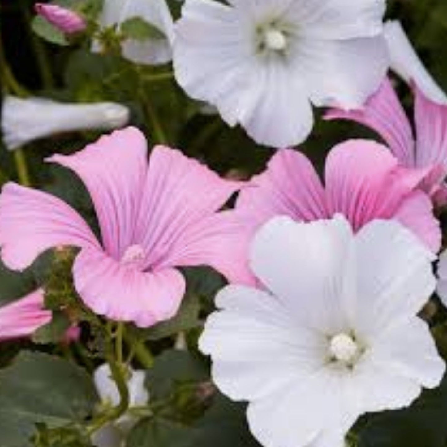 Rose Mallow Seeds - 500+ Bulk Mixed Colors - Lavatera trimestris Flower Seeds for Garden Planting