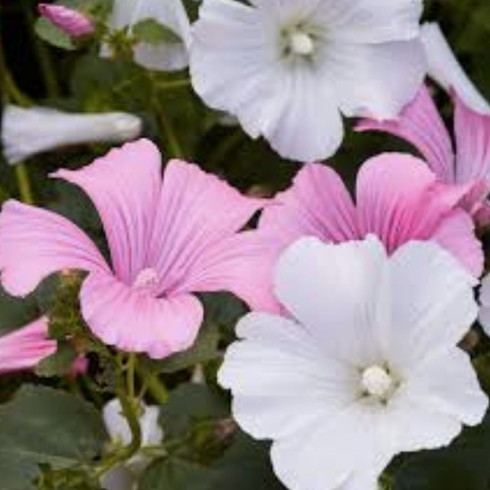 Rose Mallow Seeds - 500+ Bulk Mixed Colors - Lavatera trimestris Flower Seeds for Garden Planting