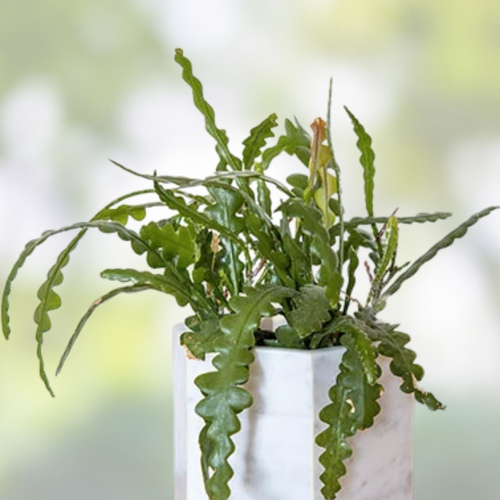 Epiphyllum Immortal Unrooted Cuttings 8-10 Inches Long - Exotic Cactus Succulent for Propagation and Gardening