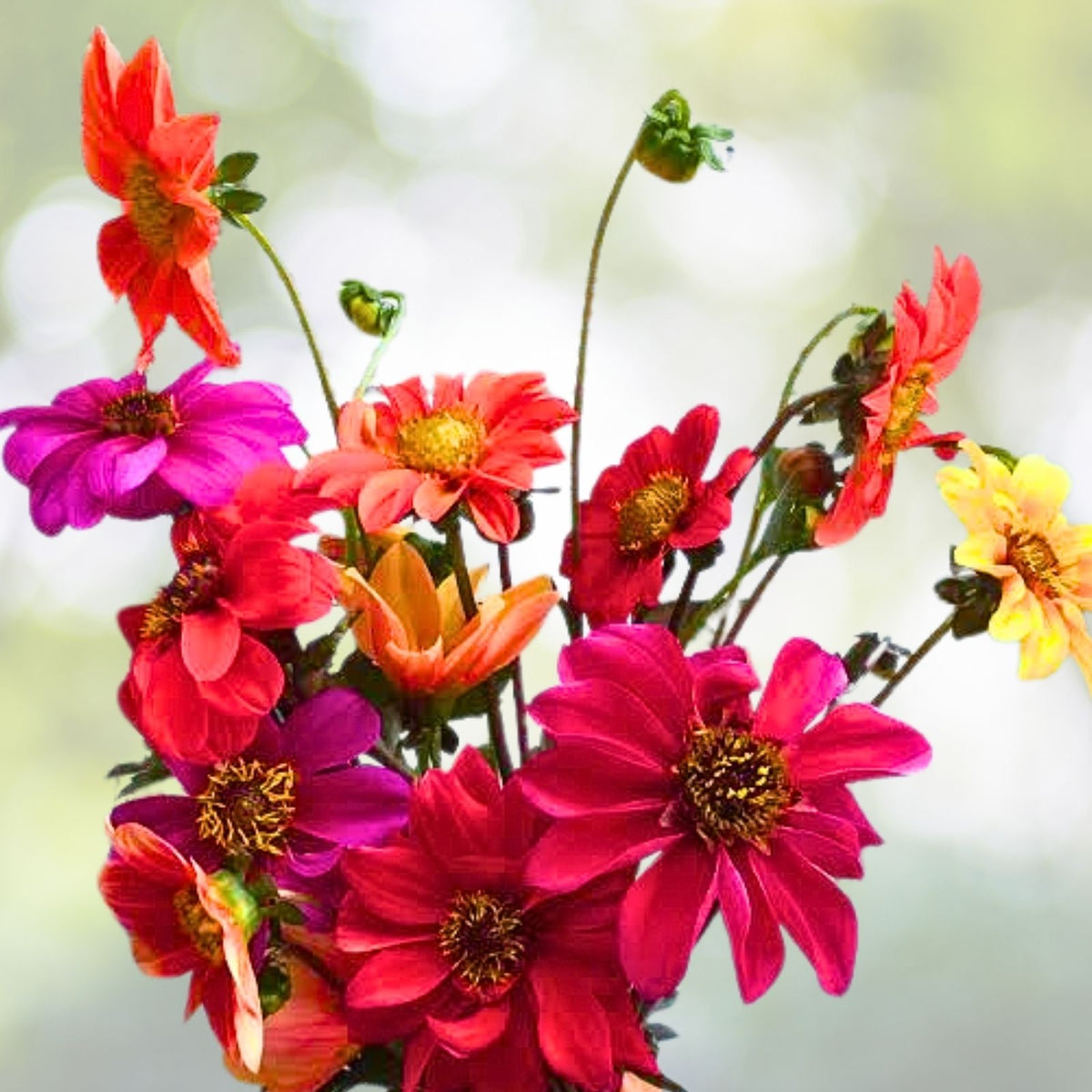 Dahlia Live Plant - Bishop's Children - Multicolor Flowers - Easy to Grow Perennial - Garden Flower Plant - Dahlia spp.