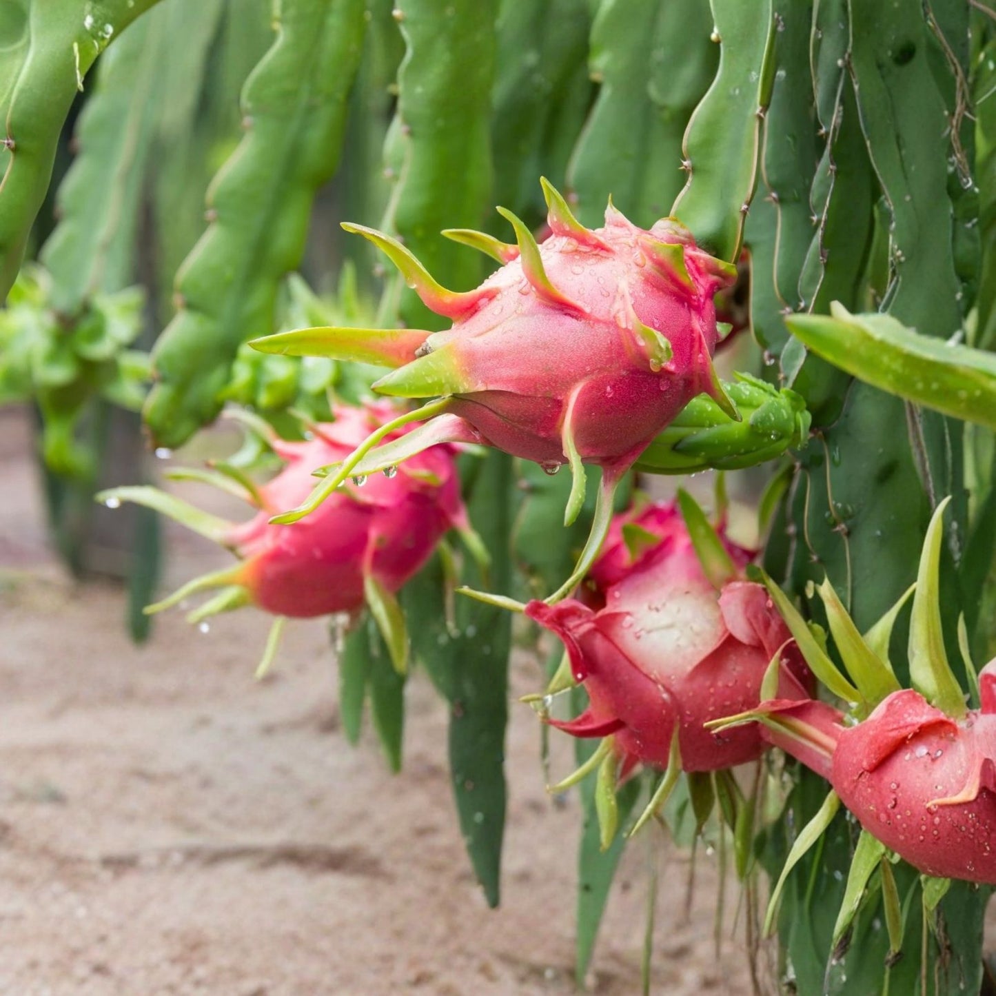 Rooted Dragon Fruit Cuttings 12-16 Inches Long | 20+ Varieties Hylocereus spp. | Edible Cactus Plant Propagation