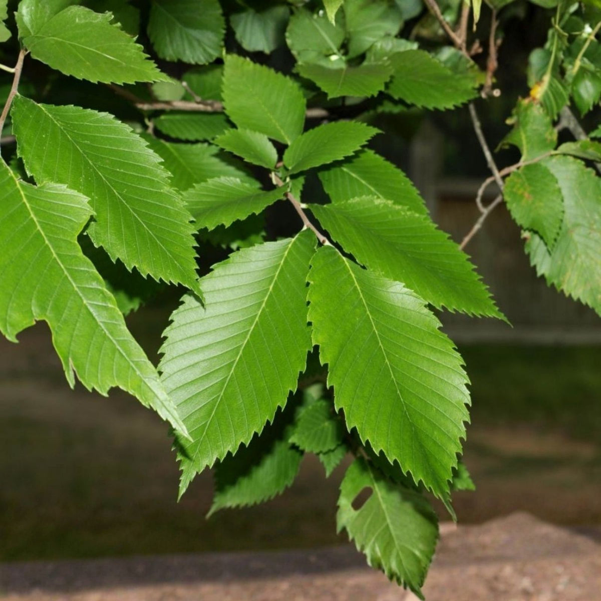 American Elm Tree Cuttings 8 Pack Non-Rooted Propagation Ulmus americana Garden Planting Material