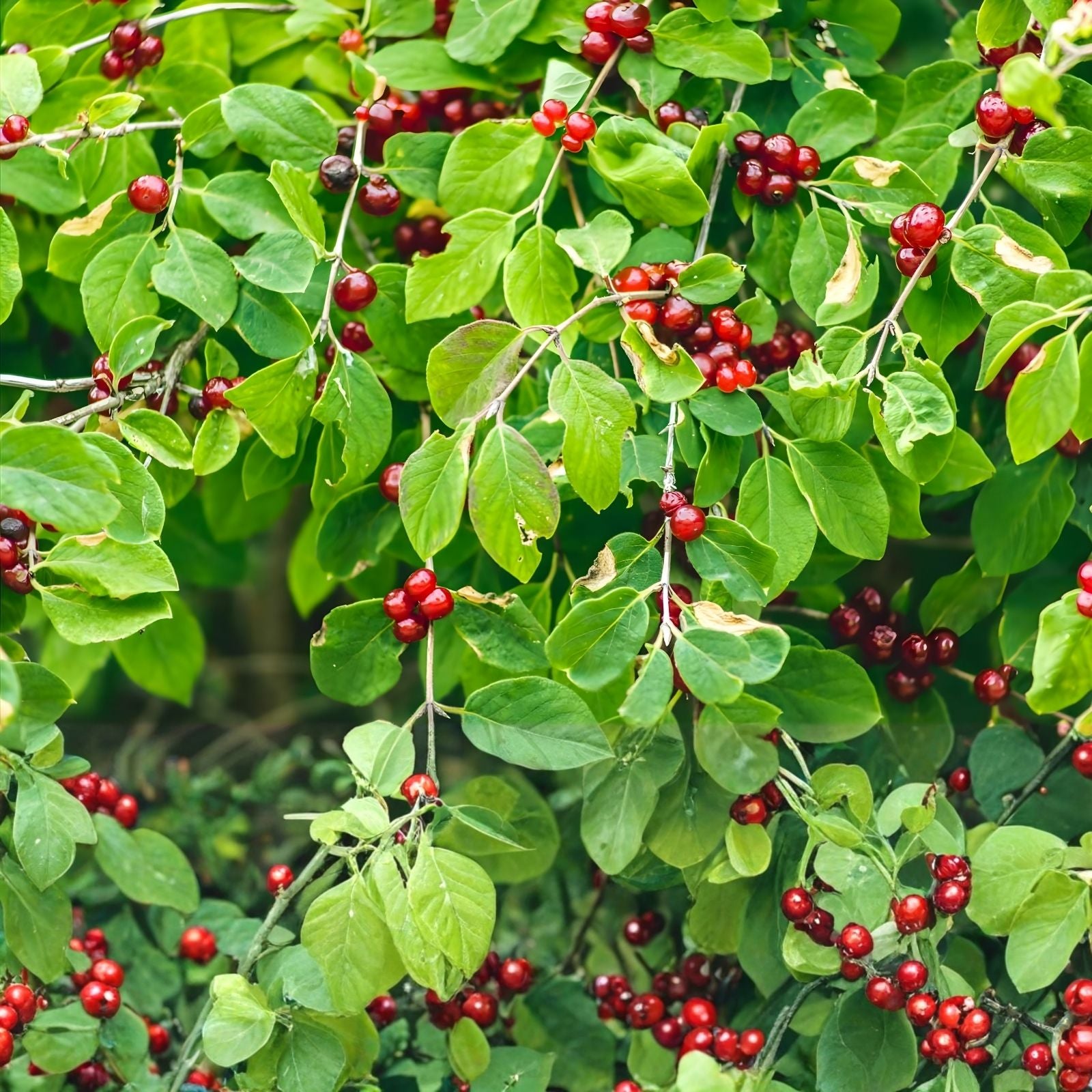 Chokecherry Bush Seedlings for Planting – Prunus virginiana – Native Fruit Plant, Hardy, Fast-Growing, Edible Berries