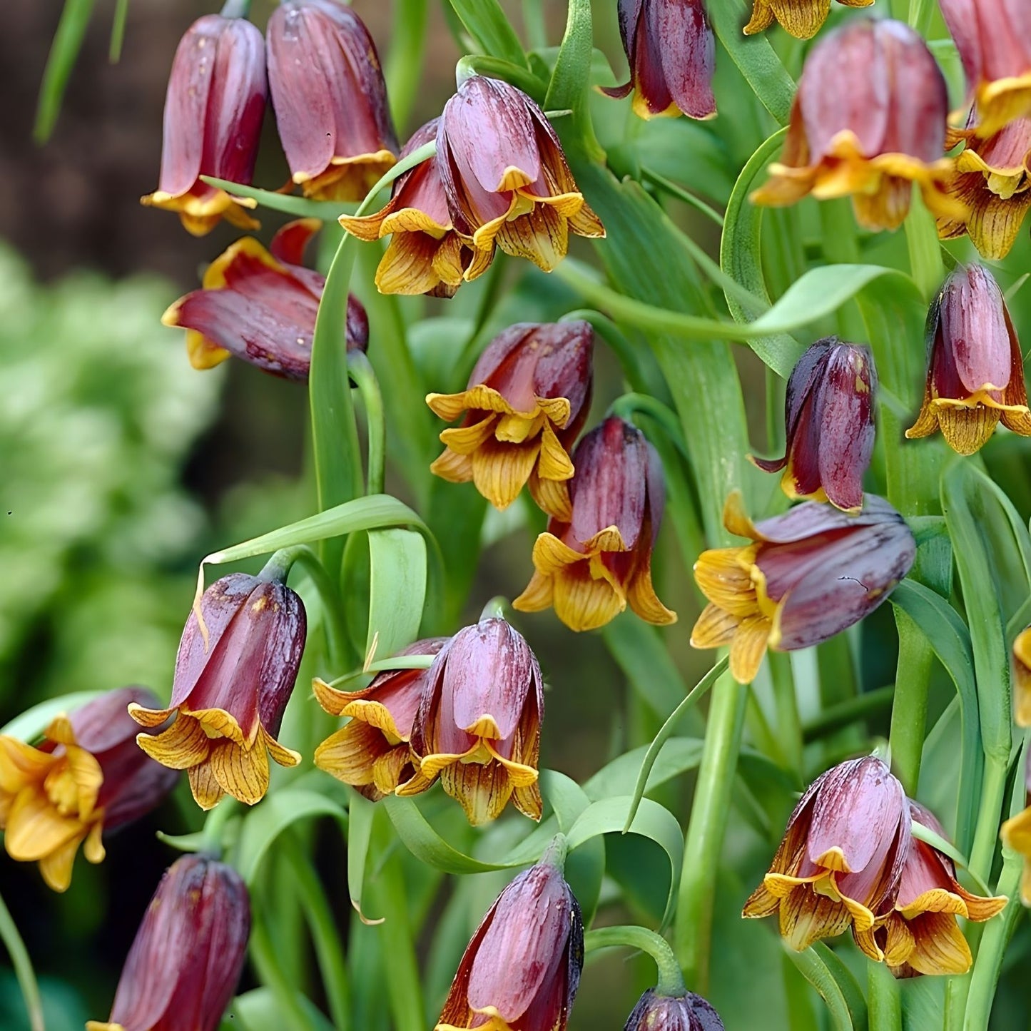 Fritillaria Bulbs for Planting - Uva-Vulpis - Perennial Flowering Garden Bulbs - Garden Plants