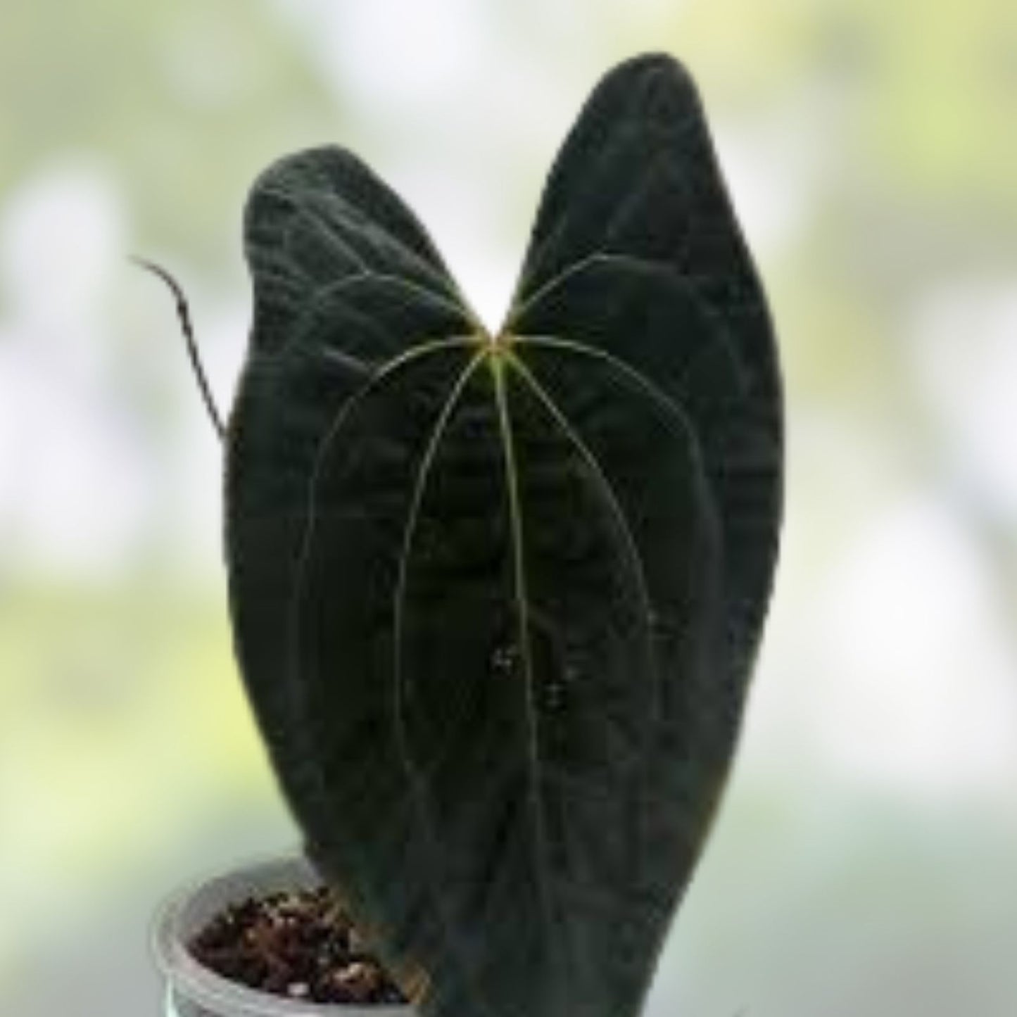 Anthurium Plant - Wide Velvet Leaf - Dark Phoenix x Indo Port x King of Spades - Unique Indoor Houseplant for Decor
