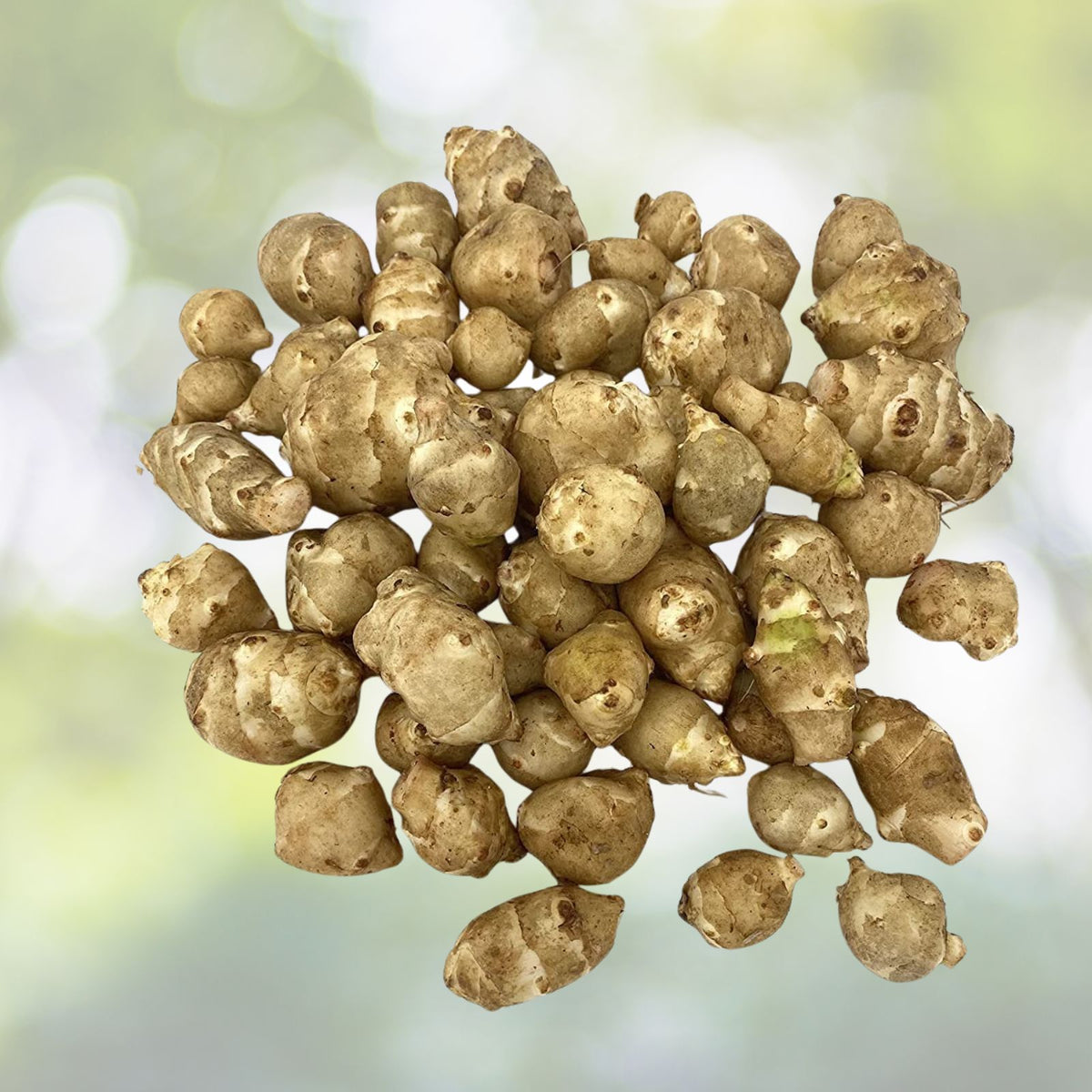 Organic Jerusalem Artichoke Tubers - 5 Medium & Small White Varieties for Planting - Helianthus tuberosus