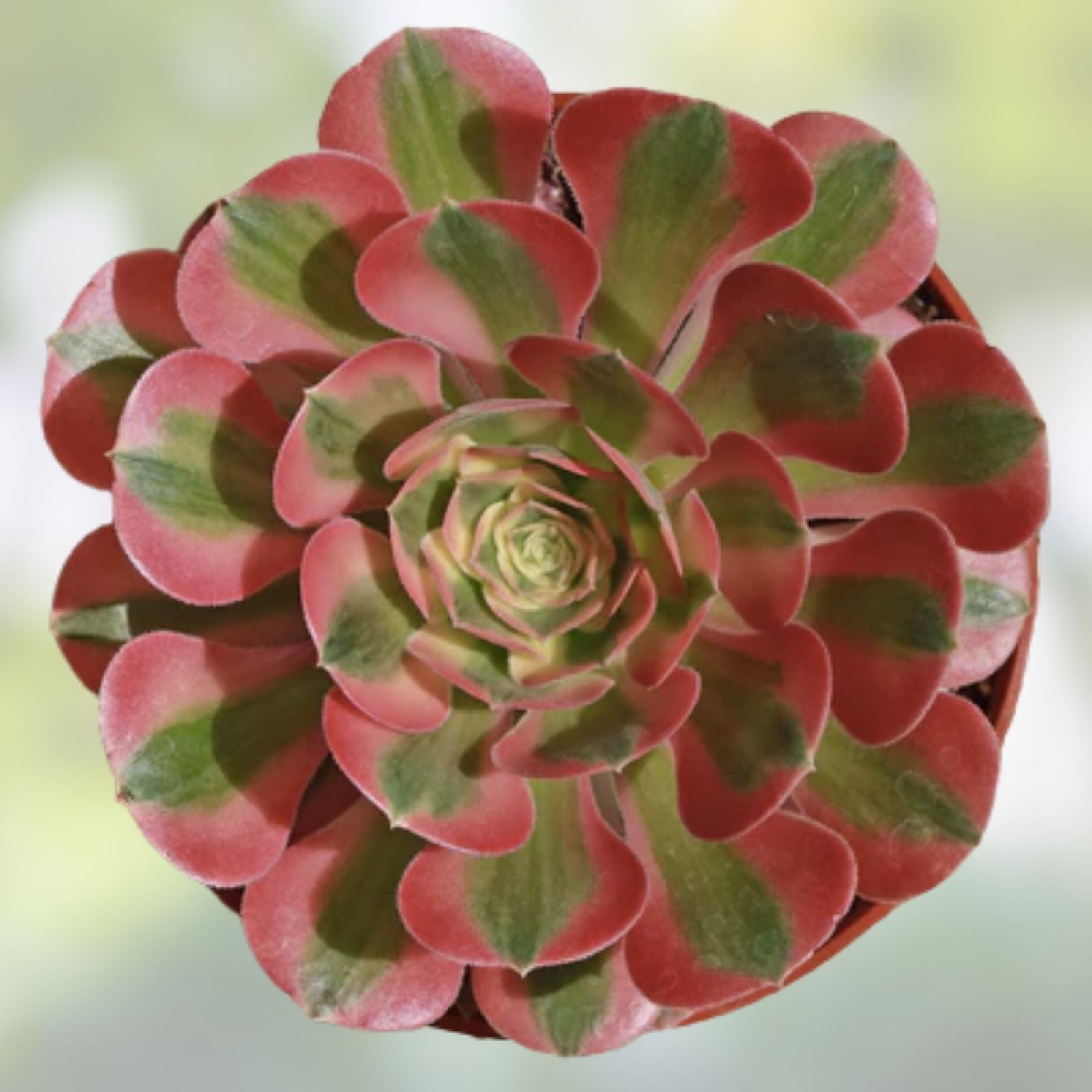 Rare Succulent Cuttings 4-6” Aeonium Pink Edges Green Live Plant for Indoor & Outdoor Gardens