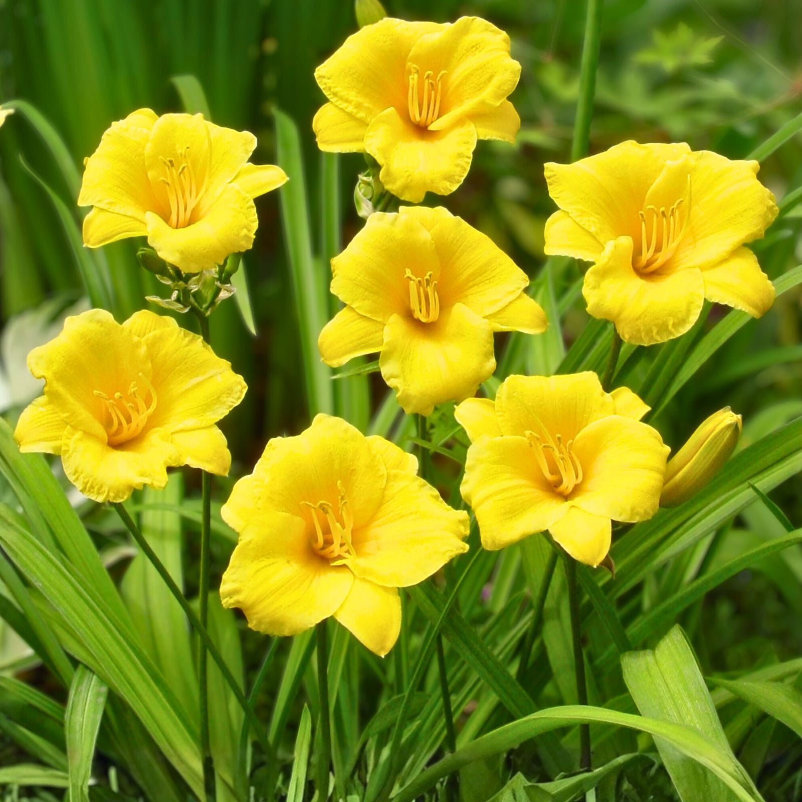 Stella De Oro Daylily Live Plant Root, Yellow Reblooming Flower, Drought Tolerant, Hemerocallis