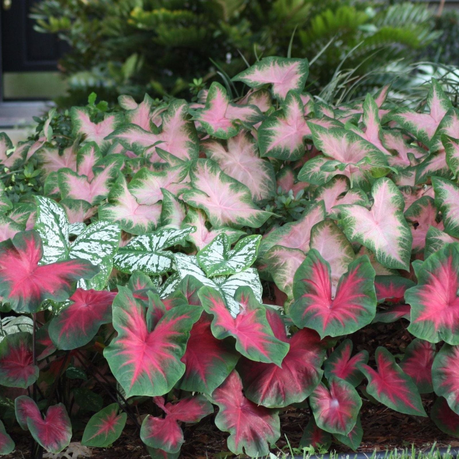 Caladium Bulbs Sizzle Variety Colorful Foliage Caladium bicolor Indoor Garden Plant