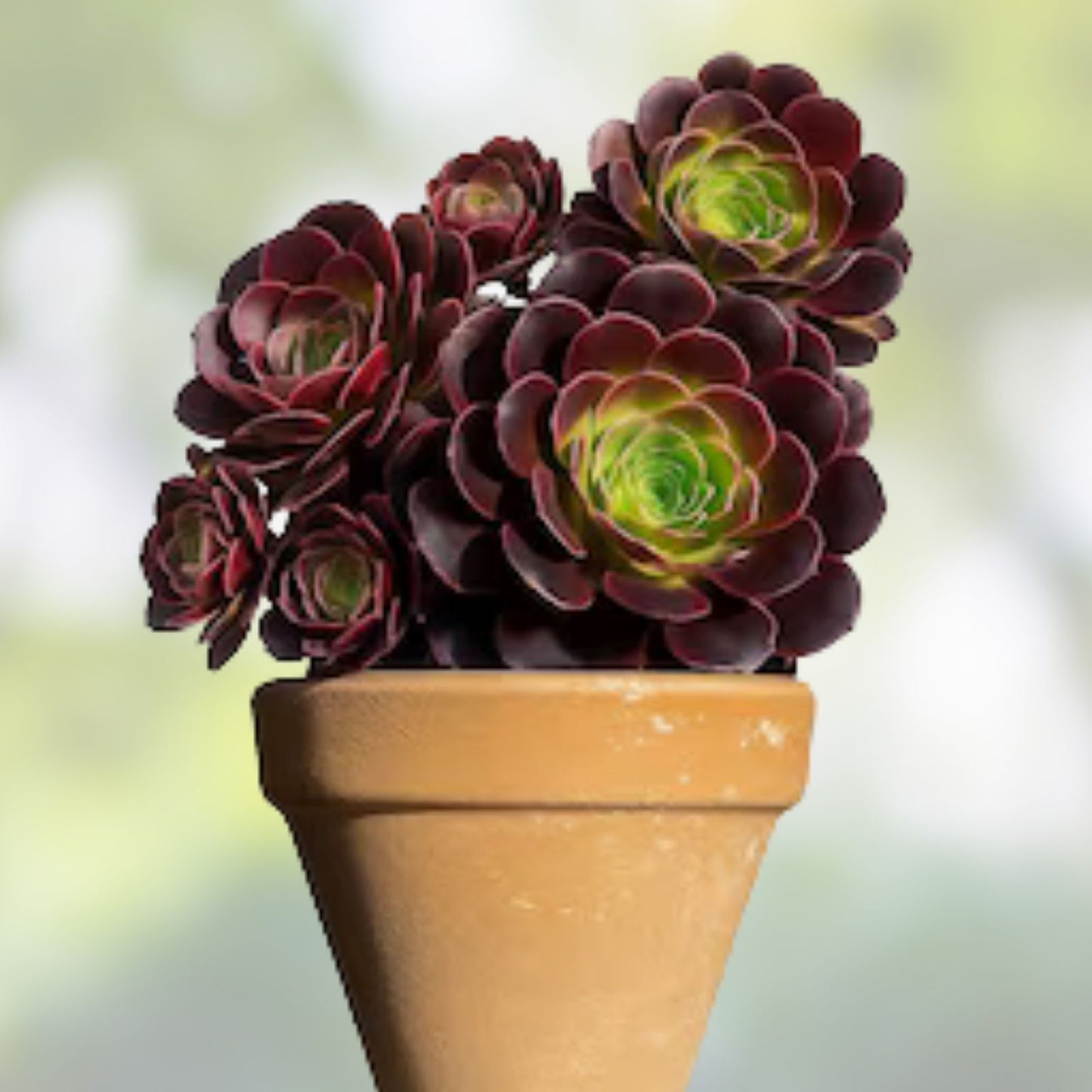 Aeonium Kokino Hybrid Succulent Cuttings - 2 Fresh & Healthy Rare Variety Plantlets