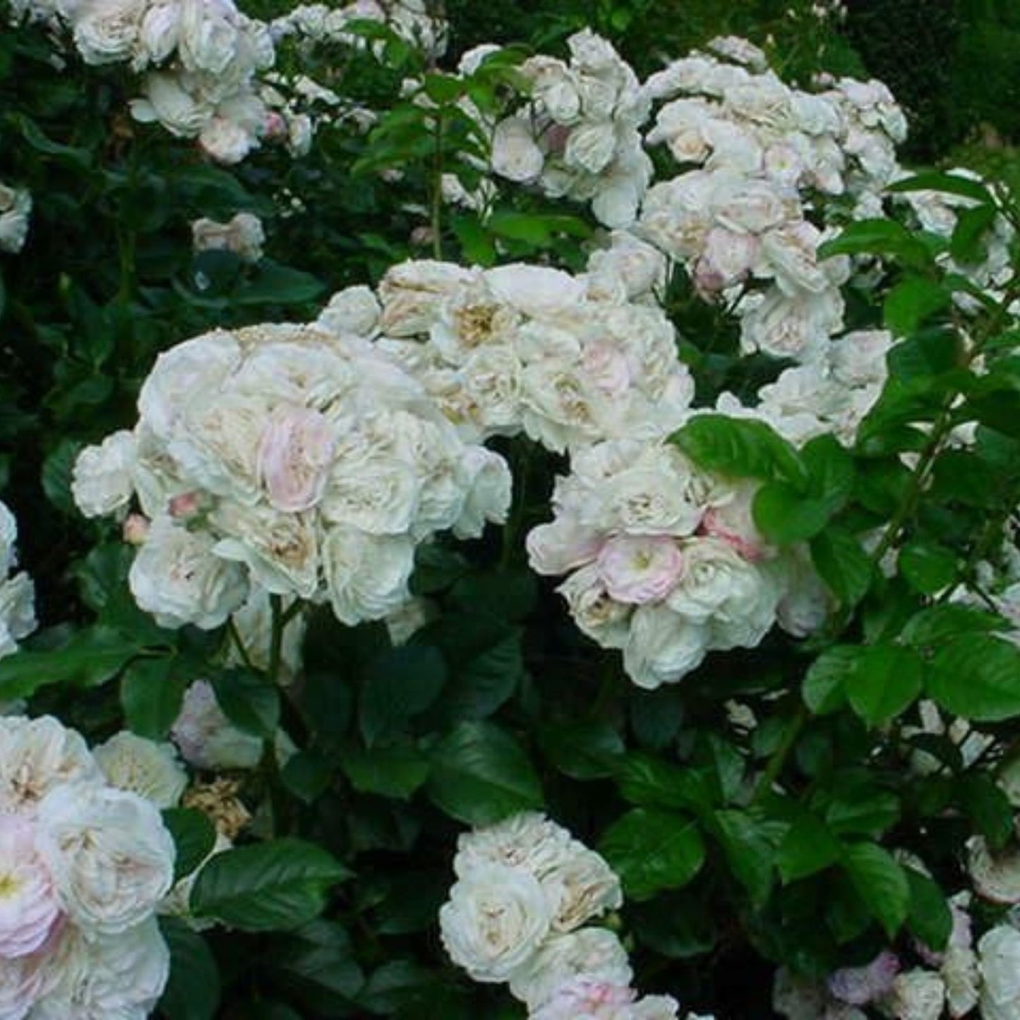 Fresh Unrooted Stem Cuttings of Bouquet Parfait Rose - Rosa 'Bouquet Parfait' - Ideal for Planting and Arranging
