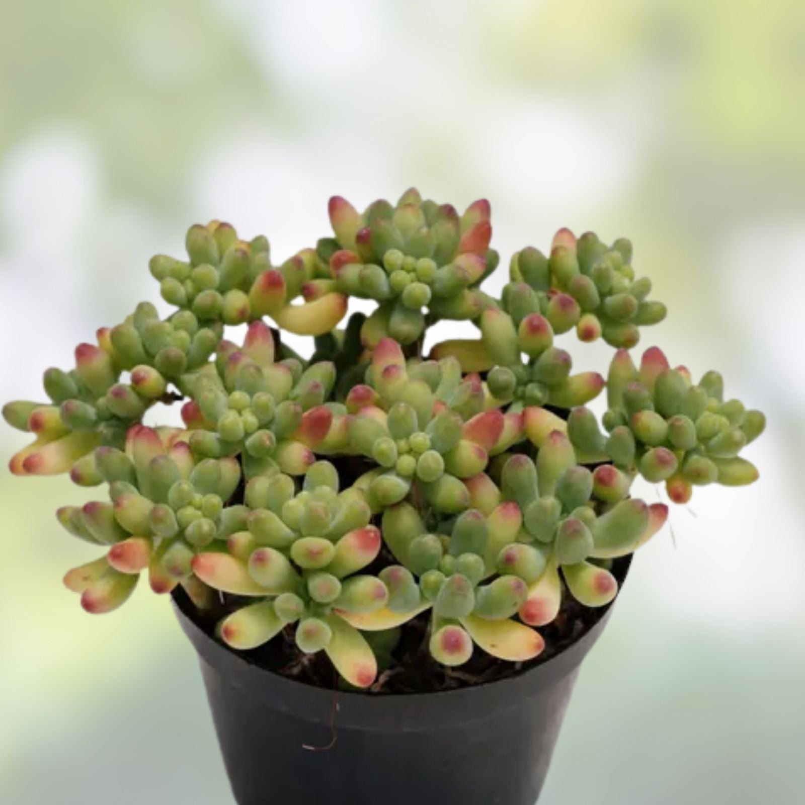 Rare Succulent Sedum pachyphyllum Live Plant - Fully Rooted 2-Inch Green Foliage Gift Decor