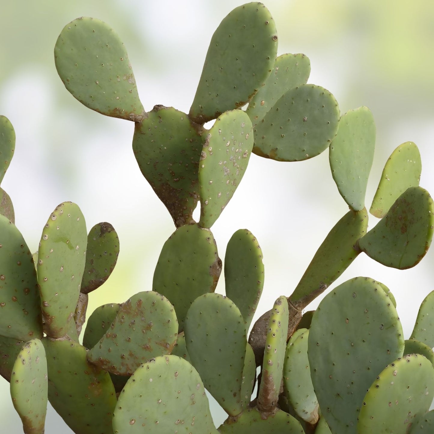 Coastal Prickly Pear Cactus 2 Pads, Opuntia Littoralis, Drought-Tolerant Succulent for Gardens and Containers