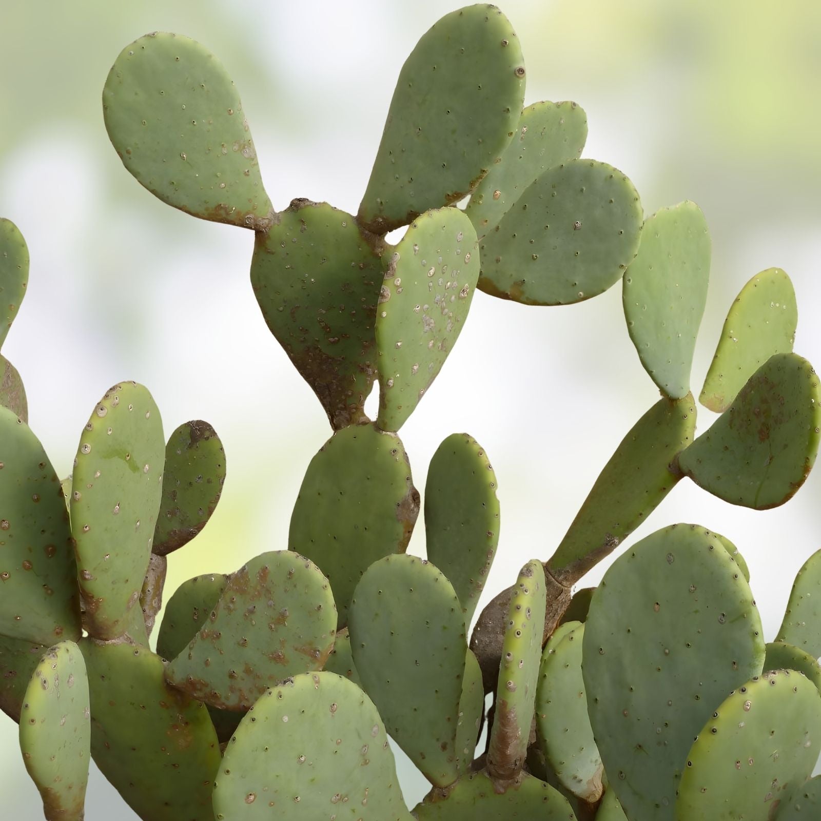 Coastal Prickly Pear Cactus 2 Pads, Opuntia Littoralis, Drought-Tolerant Succulent for Gardens and Containers