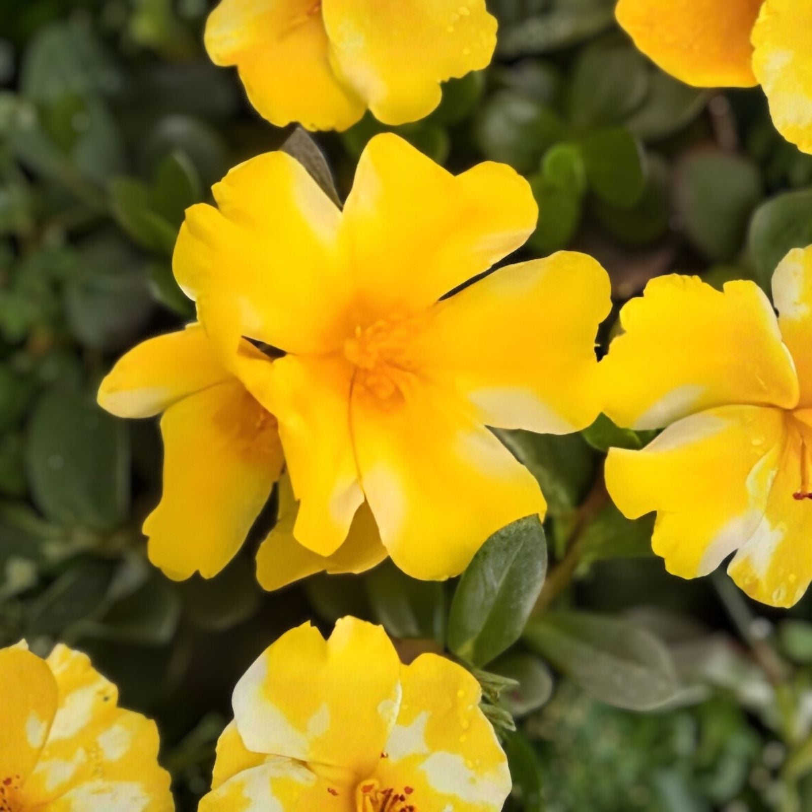 Lemon Twist Portulaca Oleracea Succulent Plant - Colorful Purslane - Easy Care Indoor Outdoor Plant - US Seller