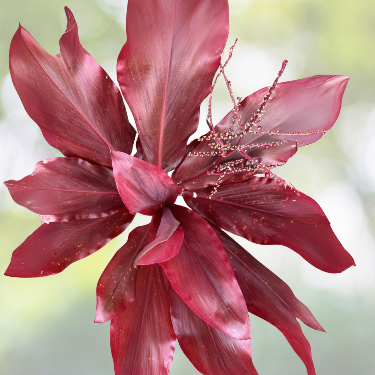 Hawaiian Lilinoe Red Ti Leaf Fresh Cuttings 6-Inch Starter Logs x6 - Cordyline fruticosa