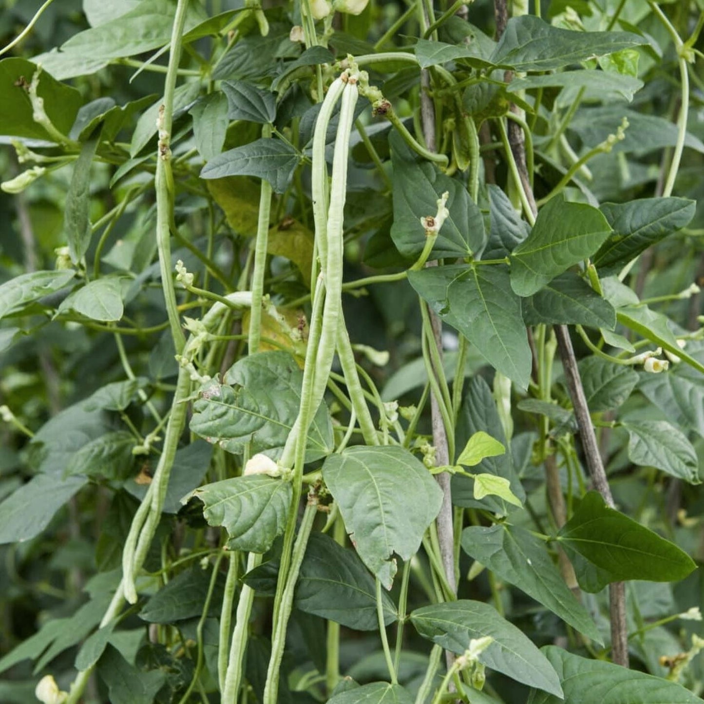 Cow Pea Seeds for Planting, 50 Non-GMO Seeds, Made in USA, Vigna unguiculata, Edible Legume, Organic Gardening Supplies