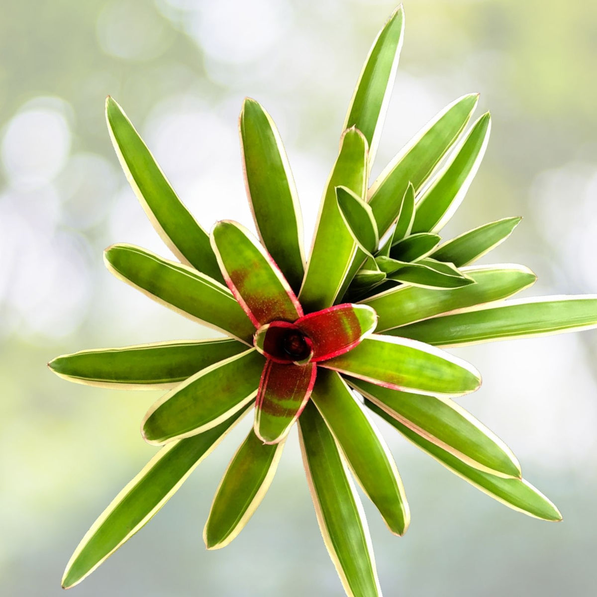 Neoregelia Plant 6" Chile Verde, Albomarginated Foliage, Salt Tolerant - Neoregelia spp. for Landscaping and Gardens