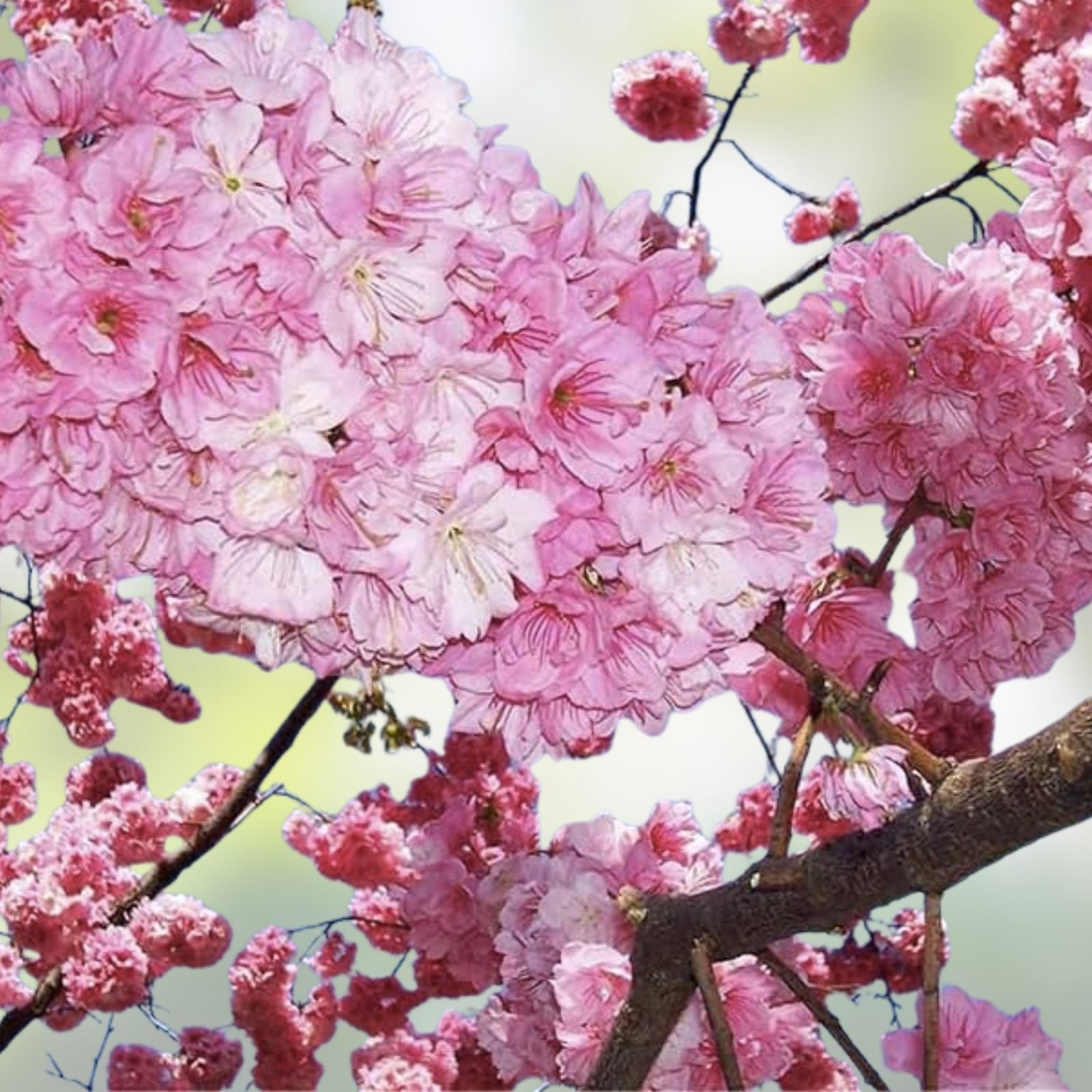 Weeping Sakura Seeds 20 Pcs Cherry Blossom Seeds Prunus serrulata Flowering Tree Seeds