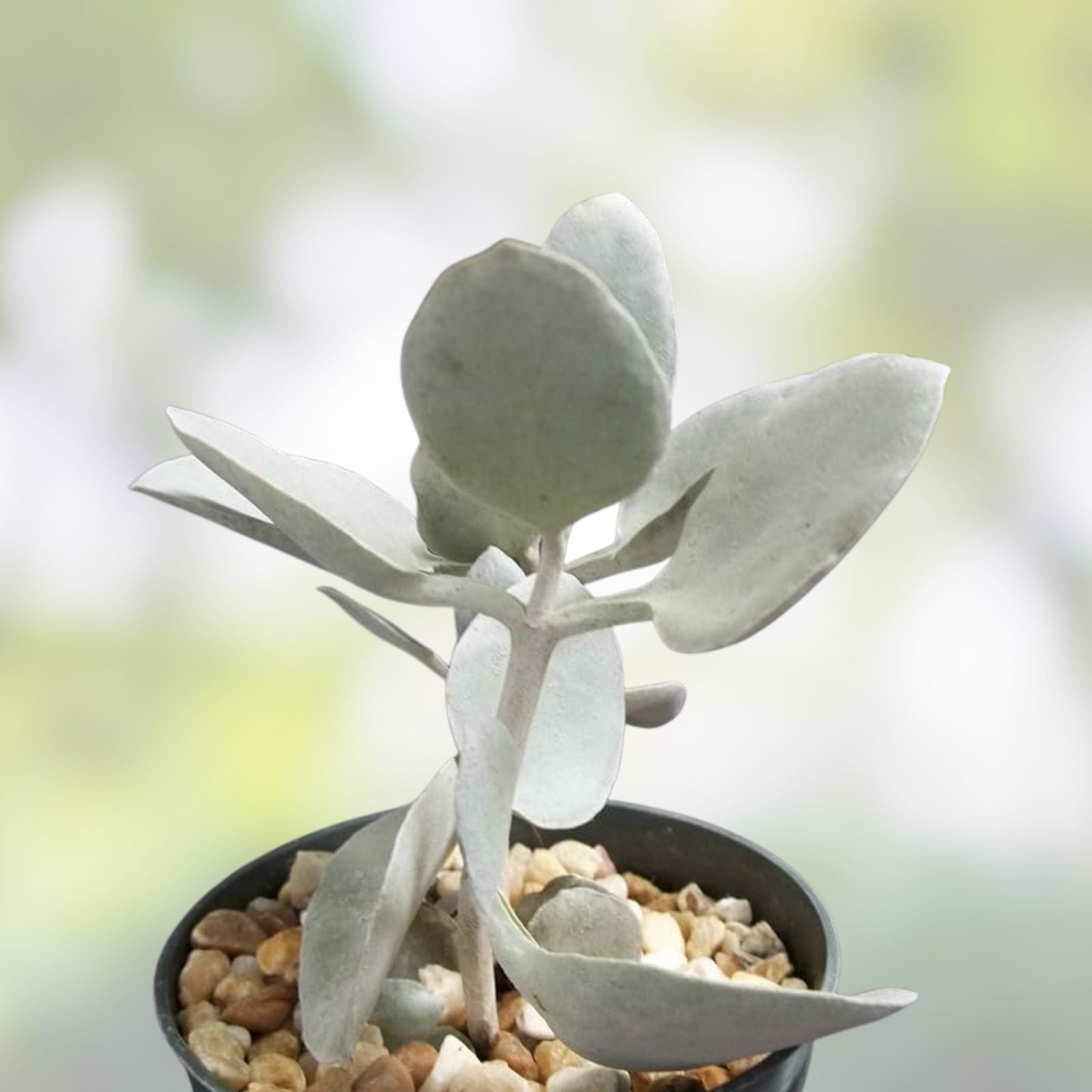 Kalanchoe Hildebrandtii Cutting 5" Silver Teaspoons Succulent Plant - Bracteata Variegated, Easy Care, Indoor or Outdoor