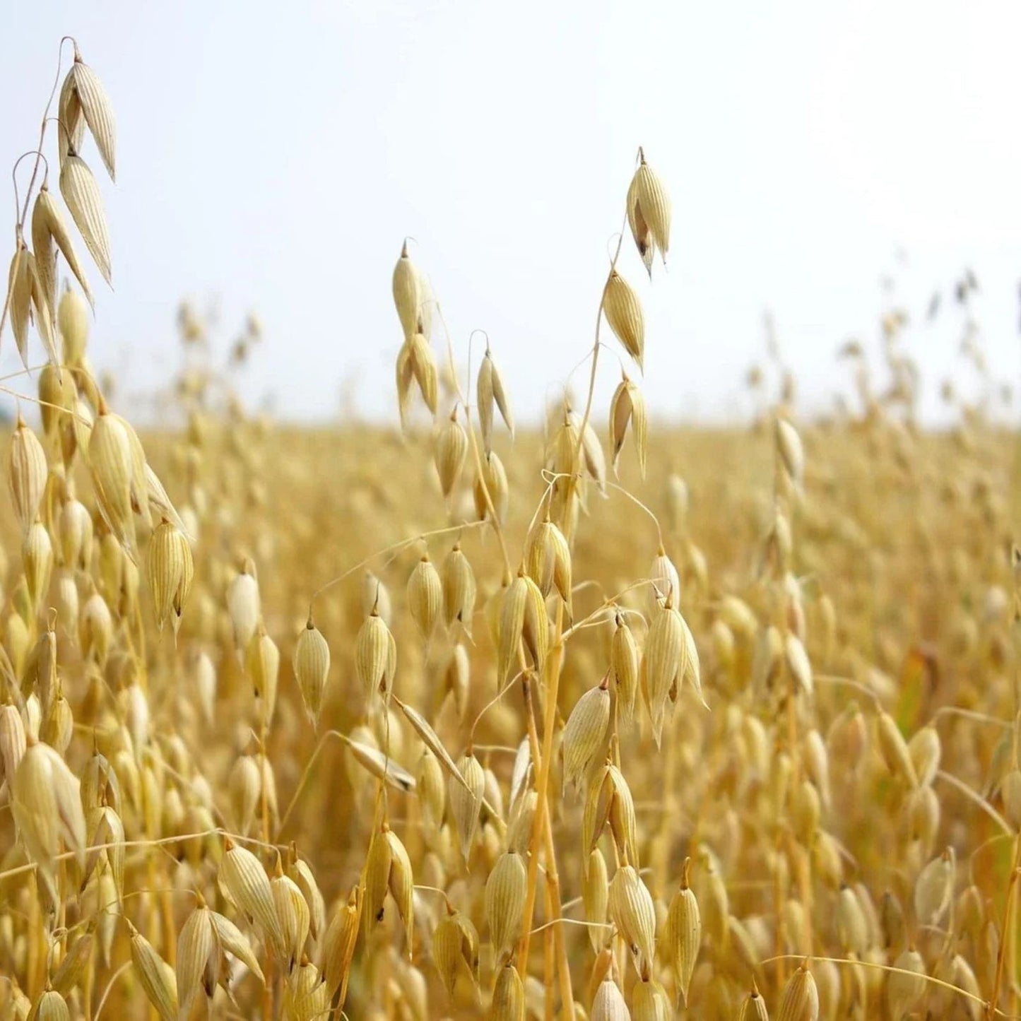 Organic Oats Seeds for Planting, Non-GMO Avena sativa, Garden Grain, Eco-Friendly Oat Seeds