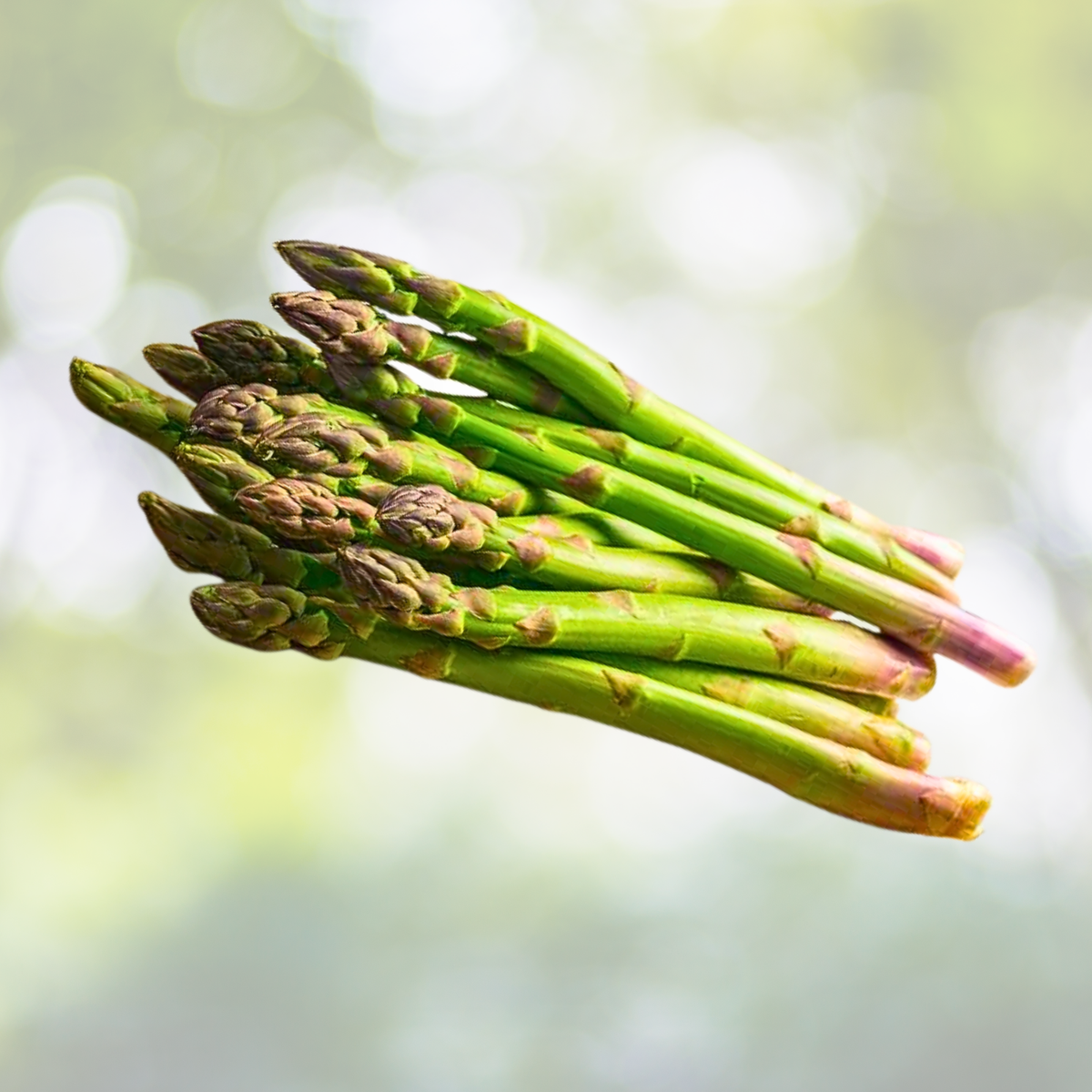 Asparagus Seeds 50 Count MARY WASHINGTON Perennial Heavy Yields Asparagus officinalis