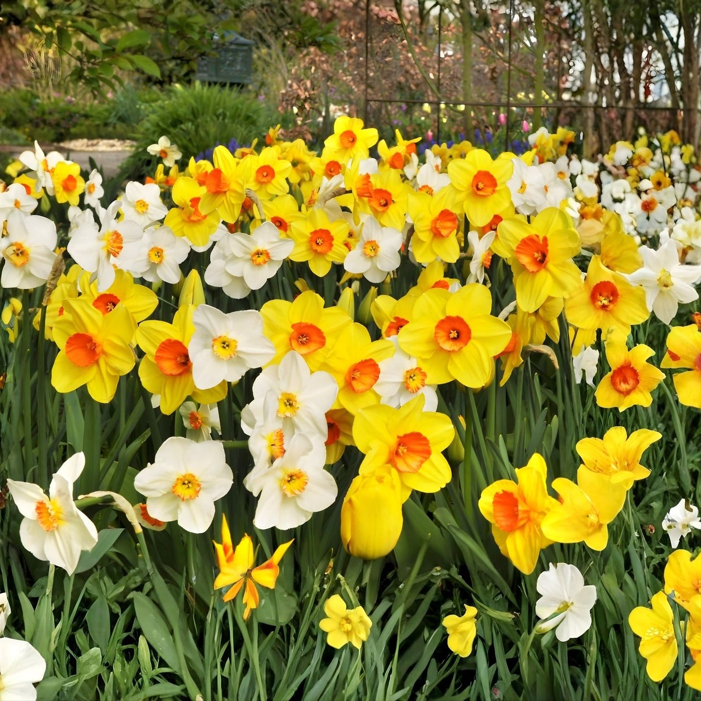 Daffodil Bulbs 6-Pack Mix – Yellow, White, Orange, Pink – Narcissus Trumpet Flowering Plant for Spring Garden