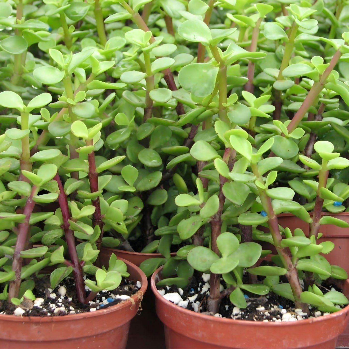 Rainbow Variegated Elephant Bush Dwarf Jade Plant Cuttings – 2 Unrooted 4-Inch Portulacaria afra Succulent Plantlets