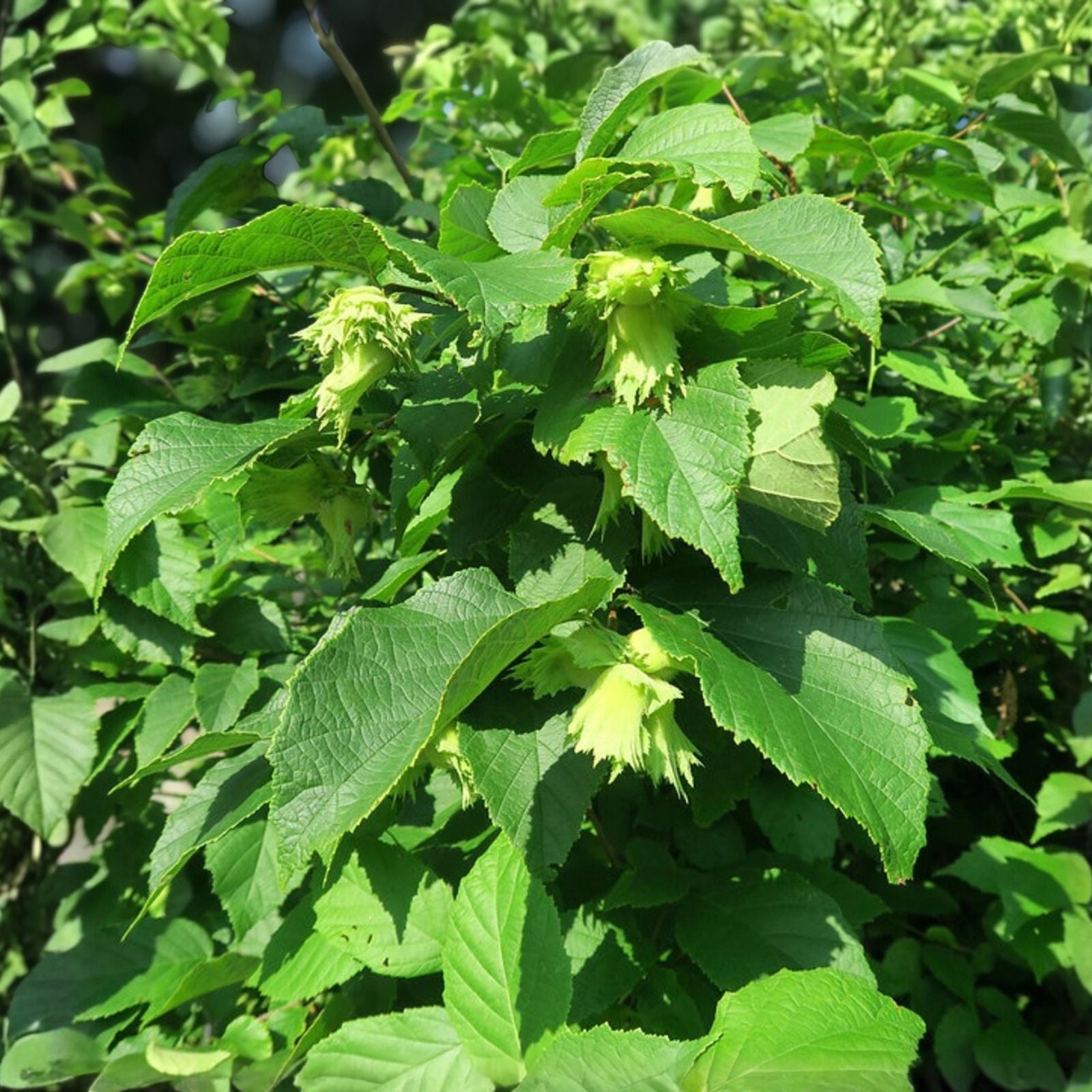 American Hazelnut Tree Plants - 12-18" Live Bareroot Set of 2 - Corylus americana Nut Tree for Wildlife and Edible Gardening
