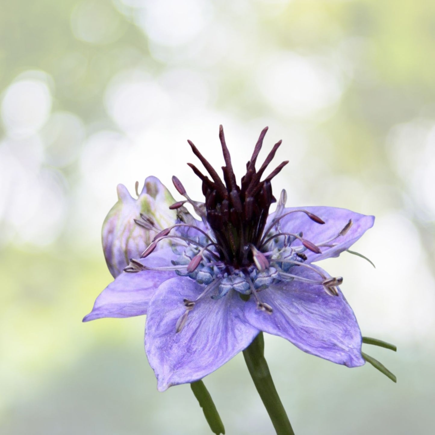 Spanish Fennelflower Seeds, Ornate Blooms, 50+ Seeds, Nigella hispanica, Flower Seeds for Garden Planting