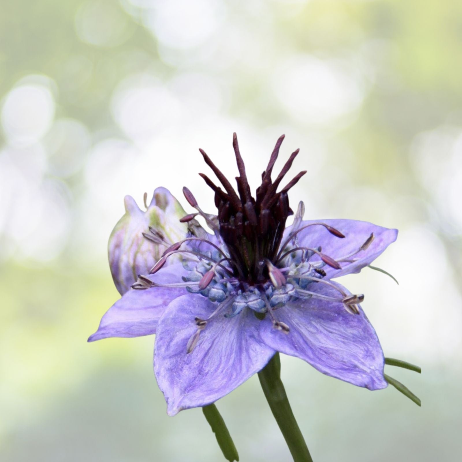 Spanish Fennelflower Seeds, Ornate Blooms, 50+ Seeds, Nigella hispanica, Flower Seeds for Garden Planting