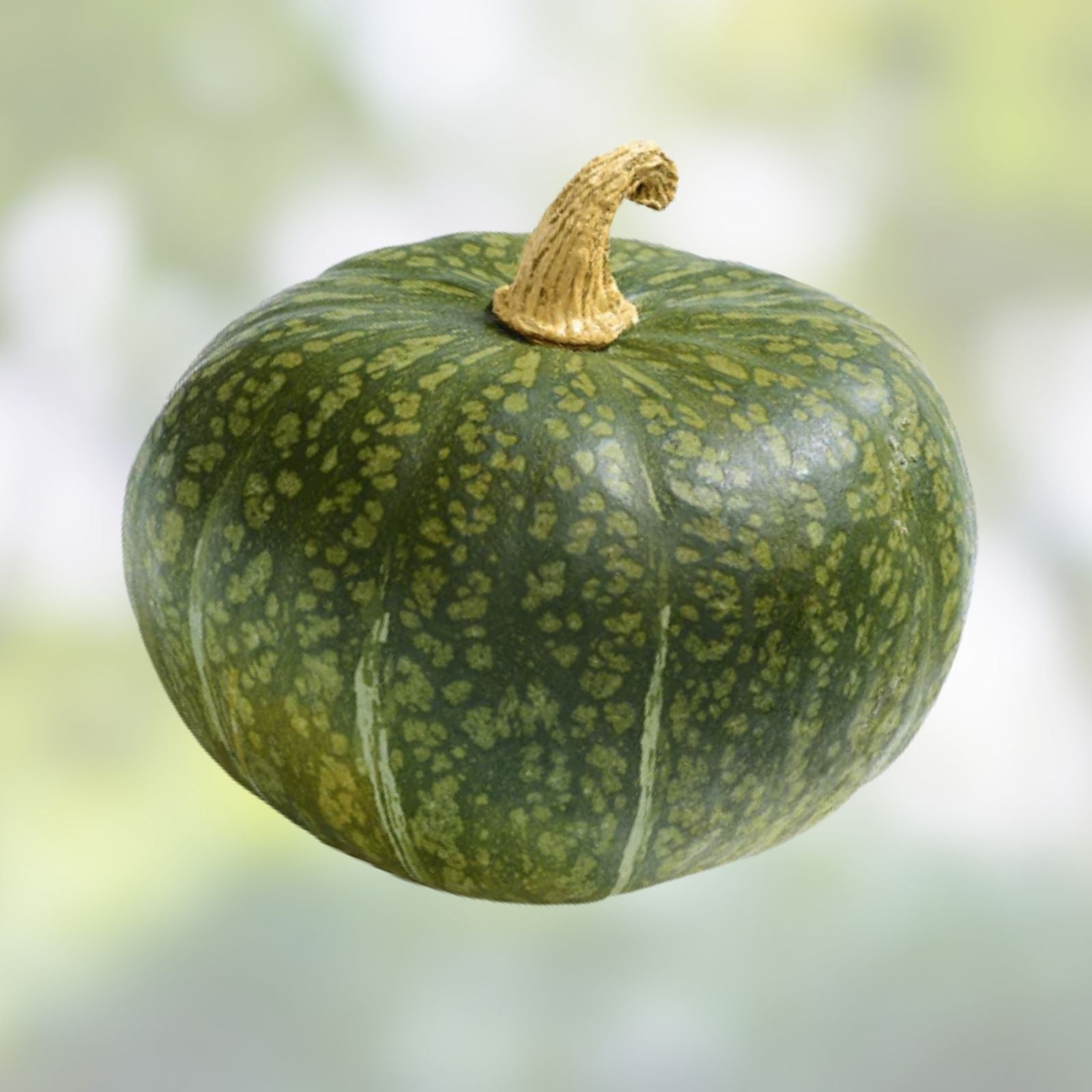 Buffy Winter Squash Seeds, Mini Variety, 10 Seeds, Cucurbita maxima, Heirloom Vegetable Seeds for Planting