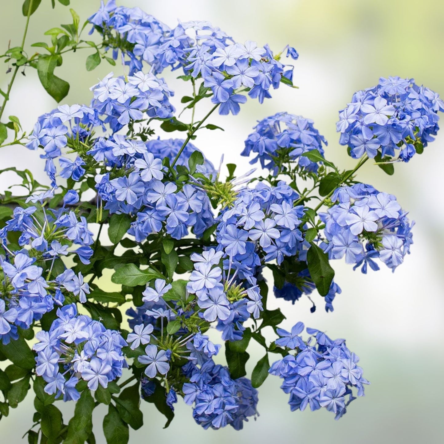 Cape Plumbago Cuttings 8-Pack California Blues Imperial Blue Plumbago auriculata Garden Plant