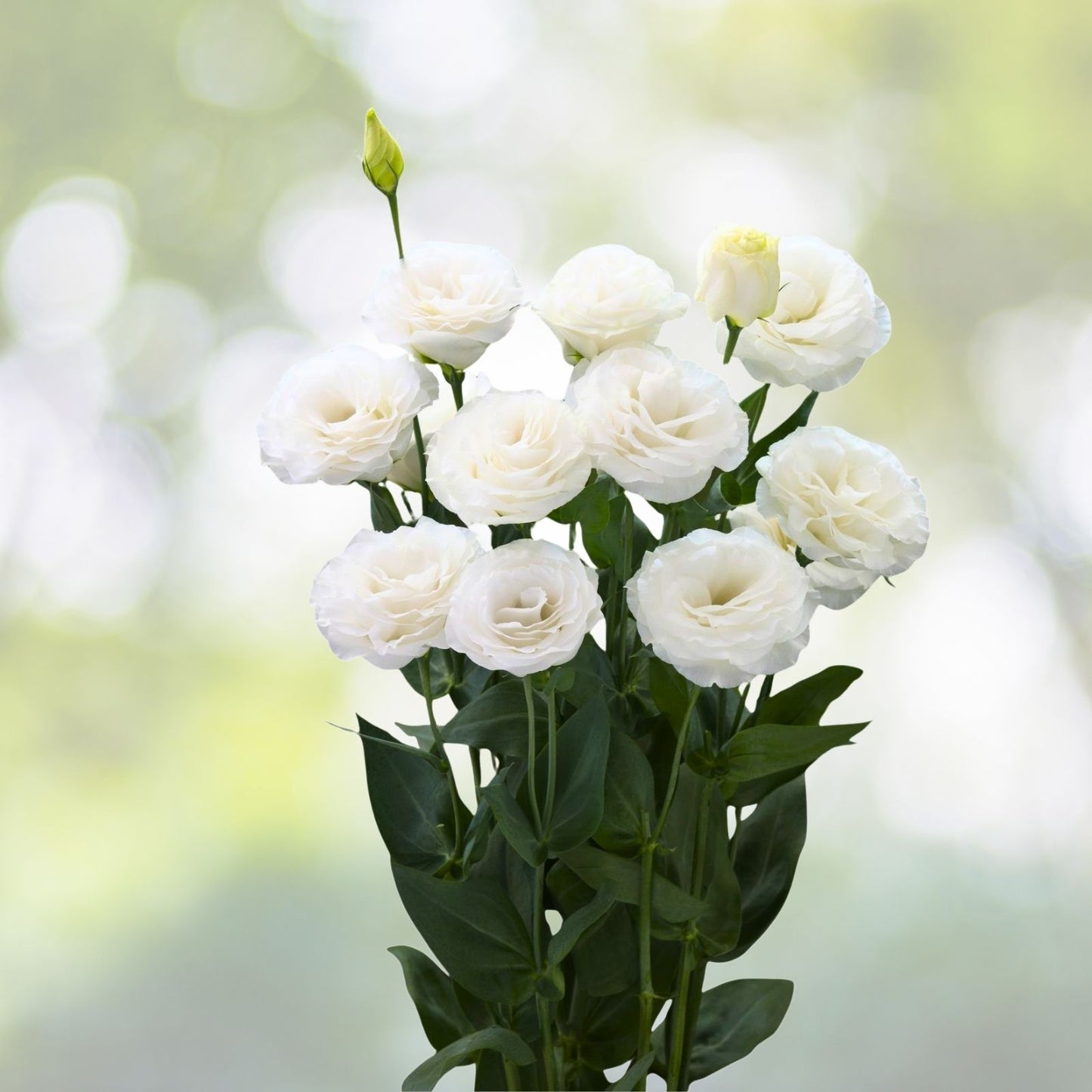 Lisianthus Seeds 125-5000 Enigma Variety Non-GMO Heirloom Flower Seed Eustoma grandiflorum