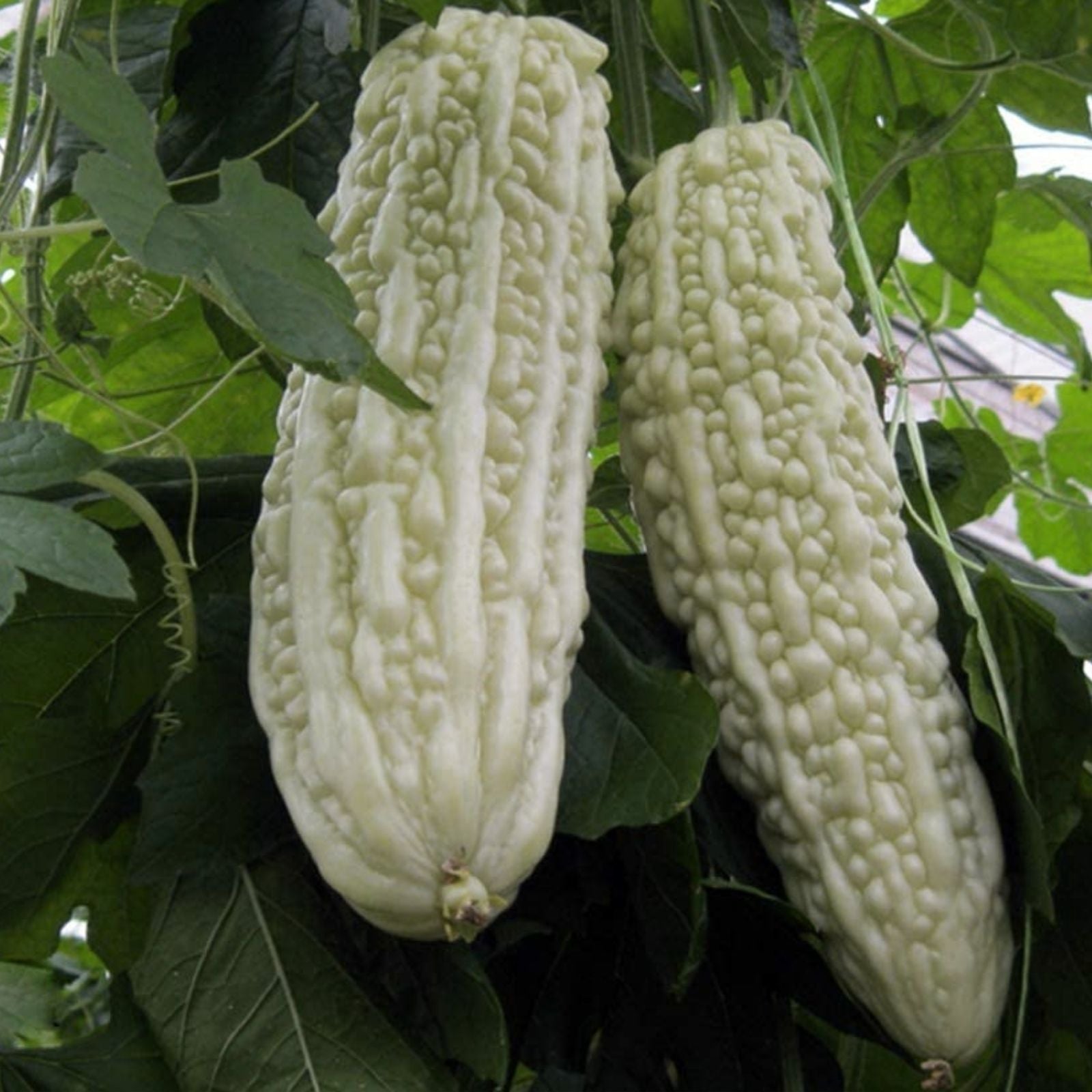 Bitter Gourd Vine Seeds, Green Bitter Melon Seeds for Planting, Momordica charantia, Vegetable Garden Seeds